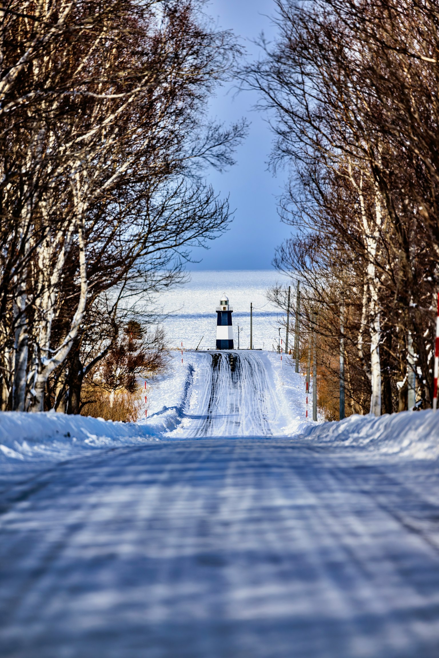 被白樺樹環繞的雪覆蓋的道路