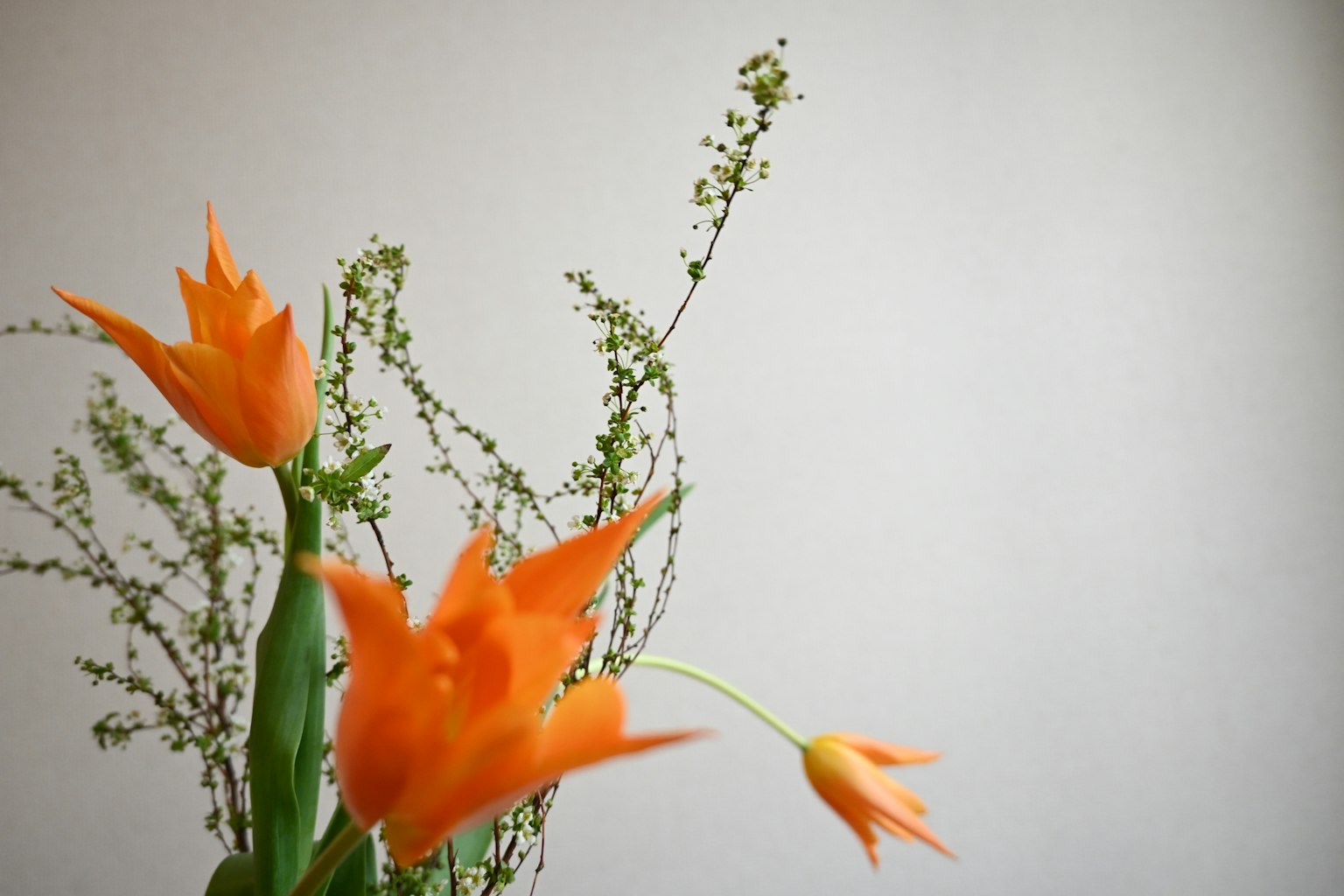 A bouquet of orange tulips with delicate greenery against a neutral background
