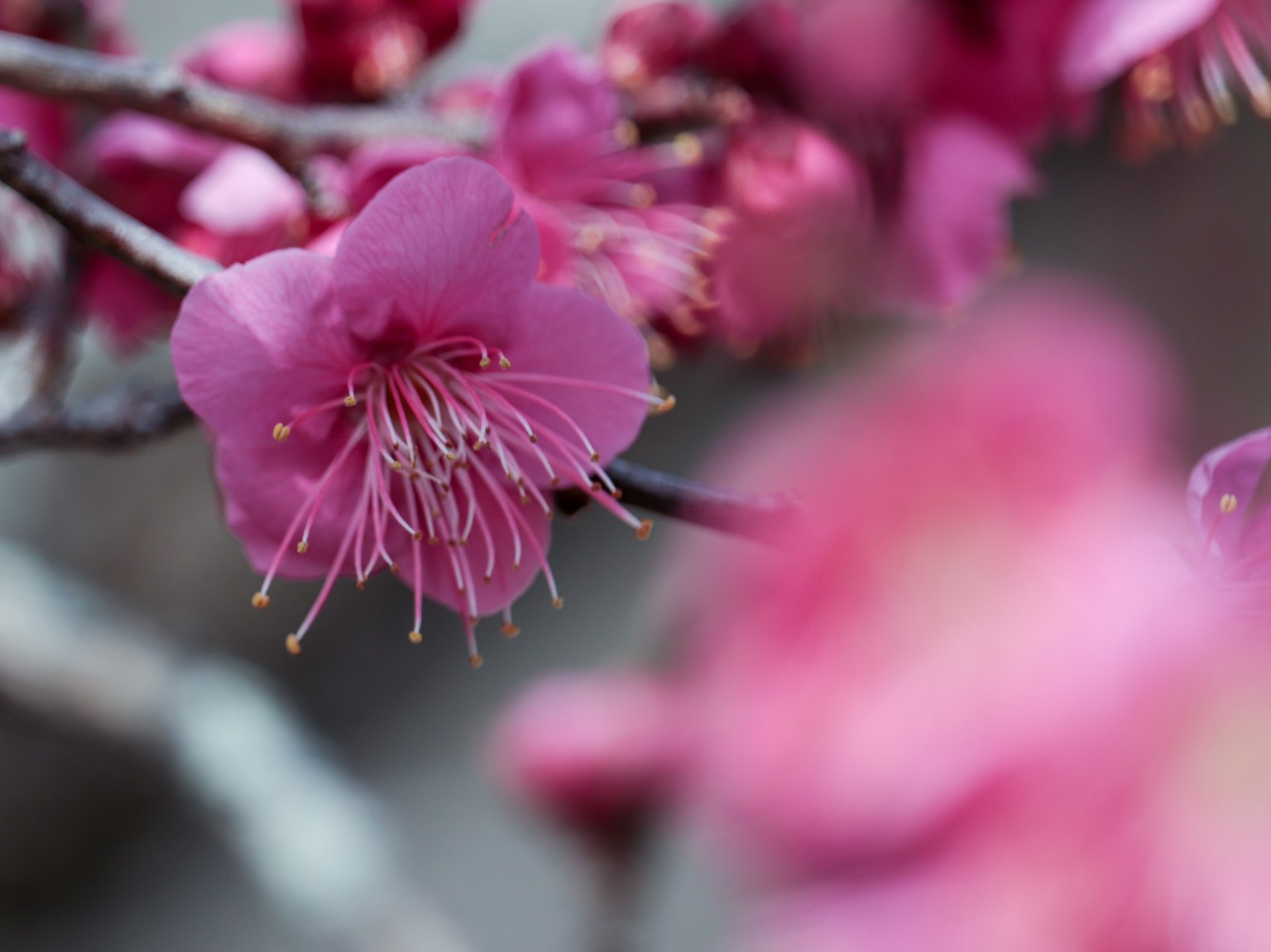 Acercamiento de una rama con flores rosas delicadas