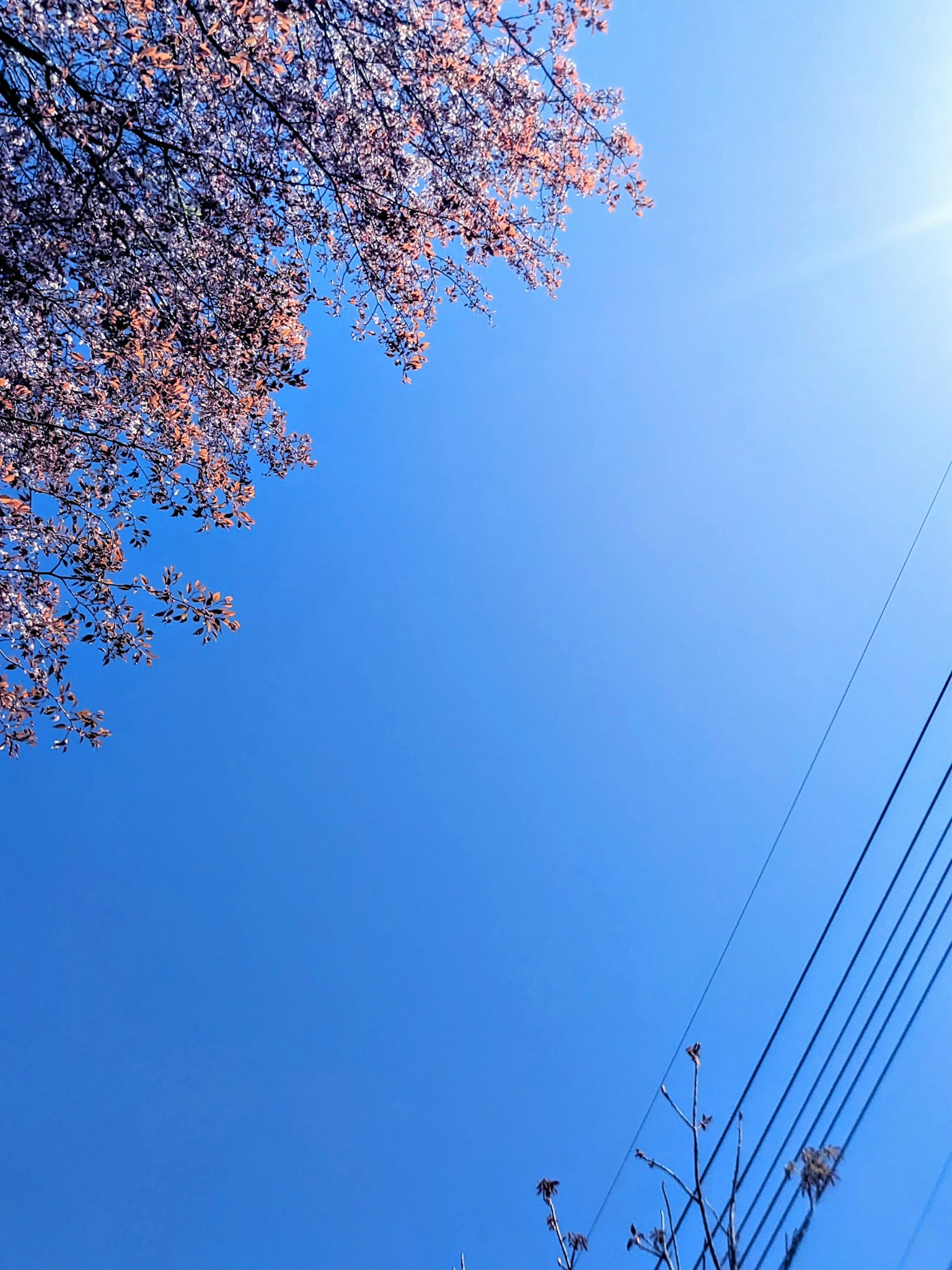 Langit biru cerah dengan cabang bunga sakura