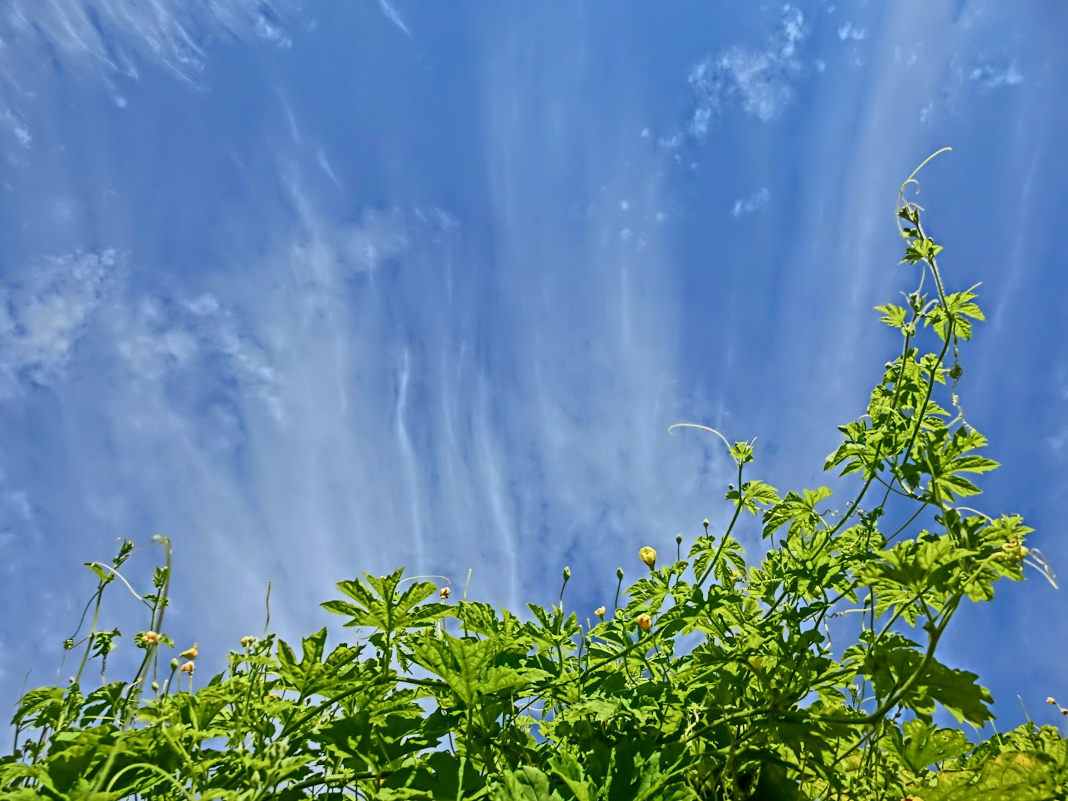 美麗的綠色植物與藍天的景色