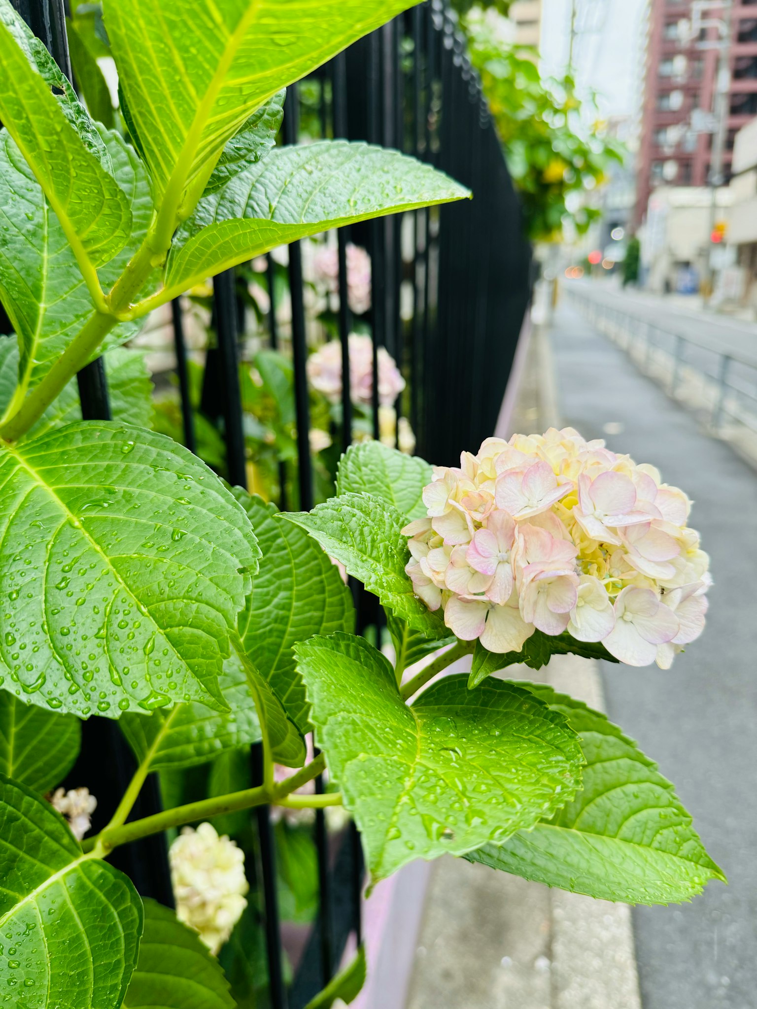녹색 잎과 부드러운 색상의 수국 꽃 클로즈업
