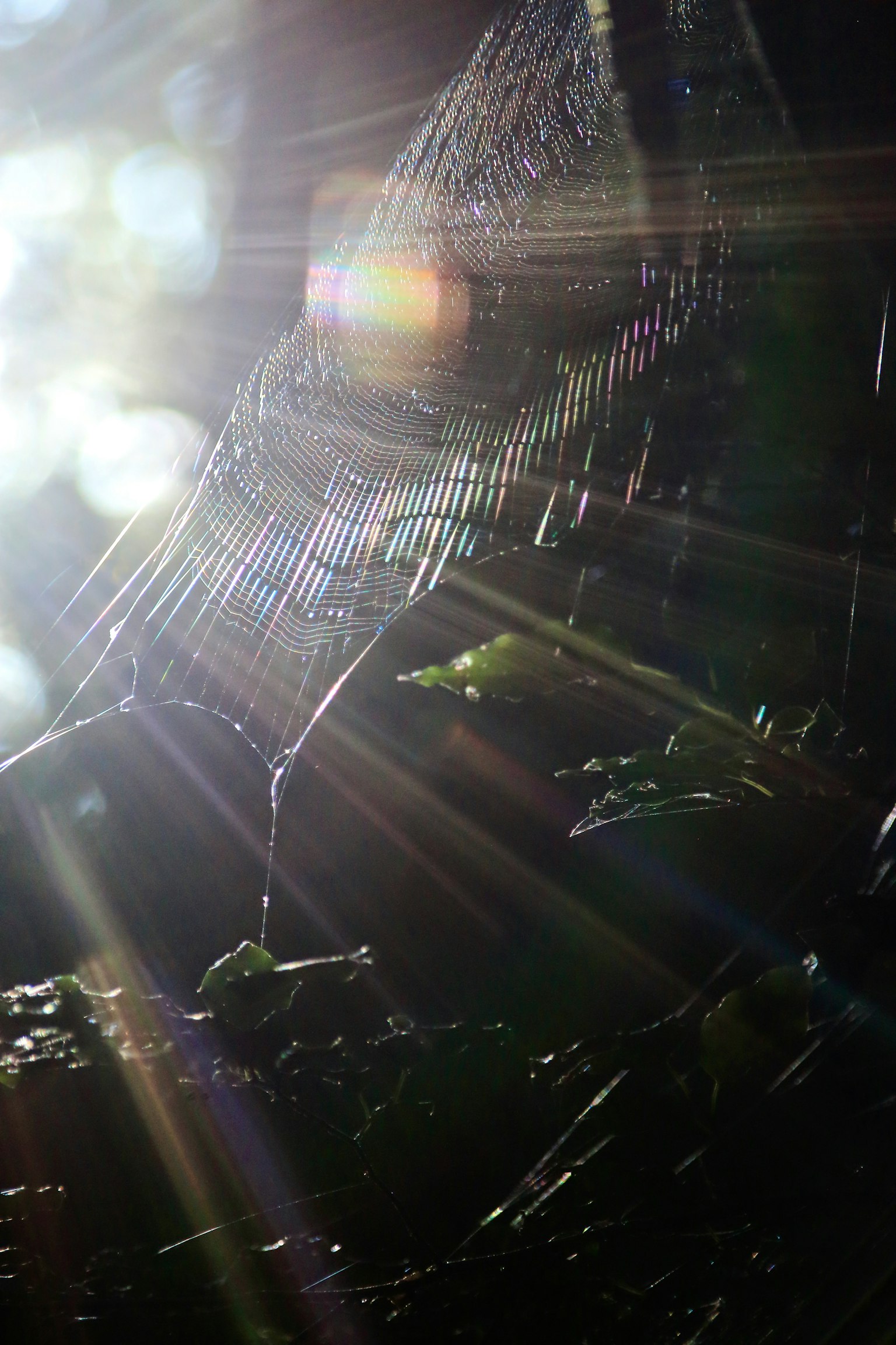 Ein schönes Spinnennetz, das vom Sonnenlicht beleuchtet wird