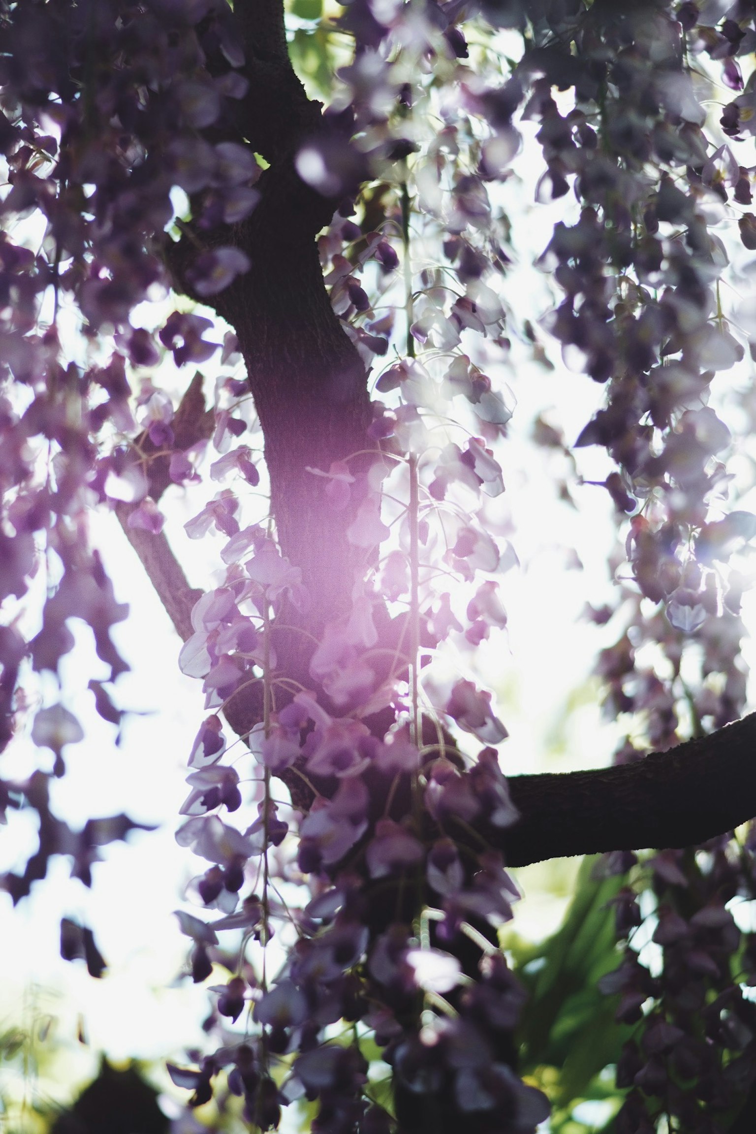 Primer plano de hermosas flores de glicinas moradas colgando de una rama de árbol