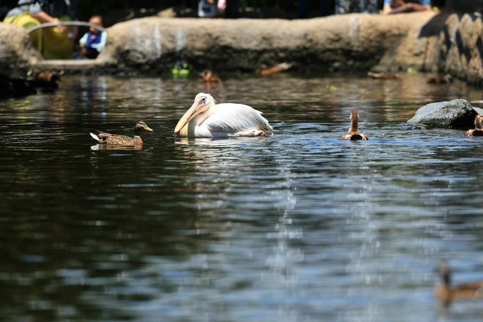A white pelican swimming among ducks in a serene water setting