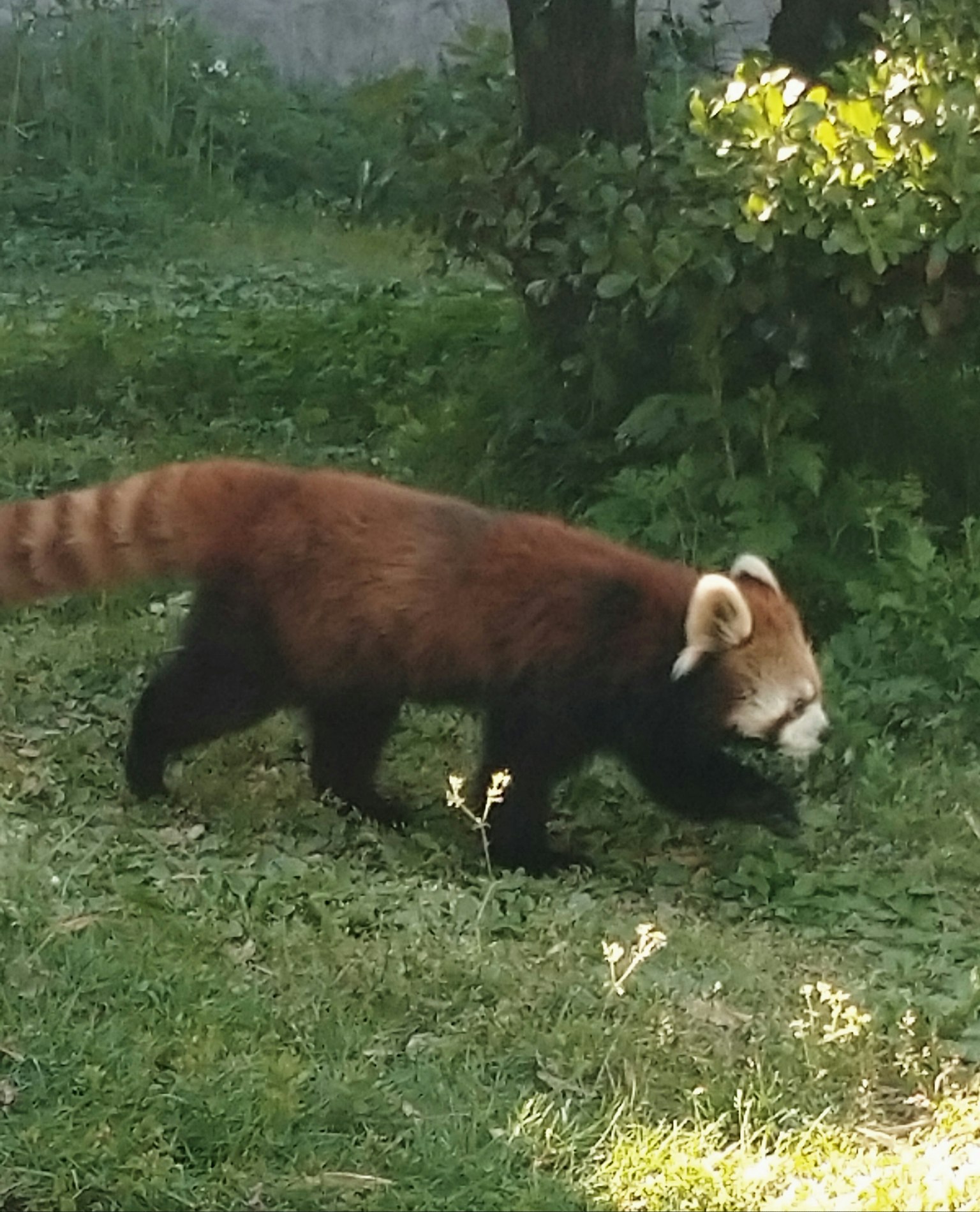 Seekor panda merah berjalan di atas rumput