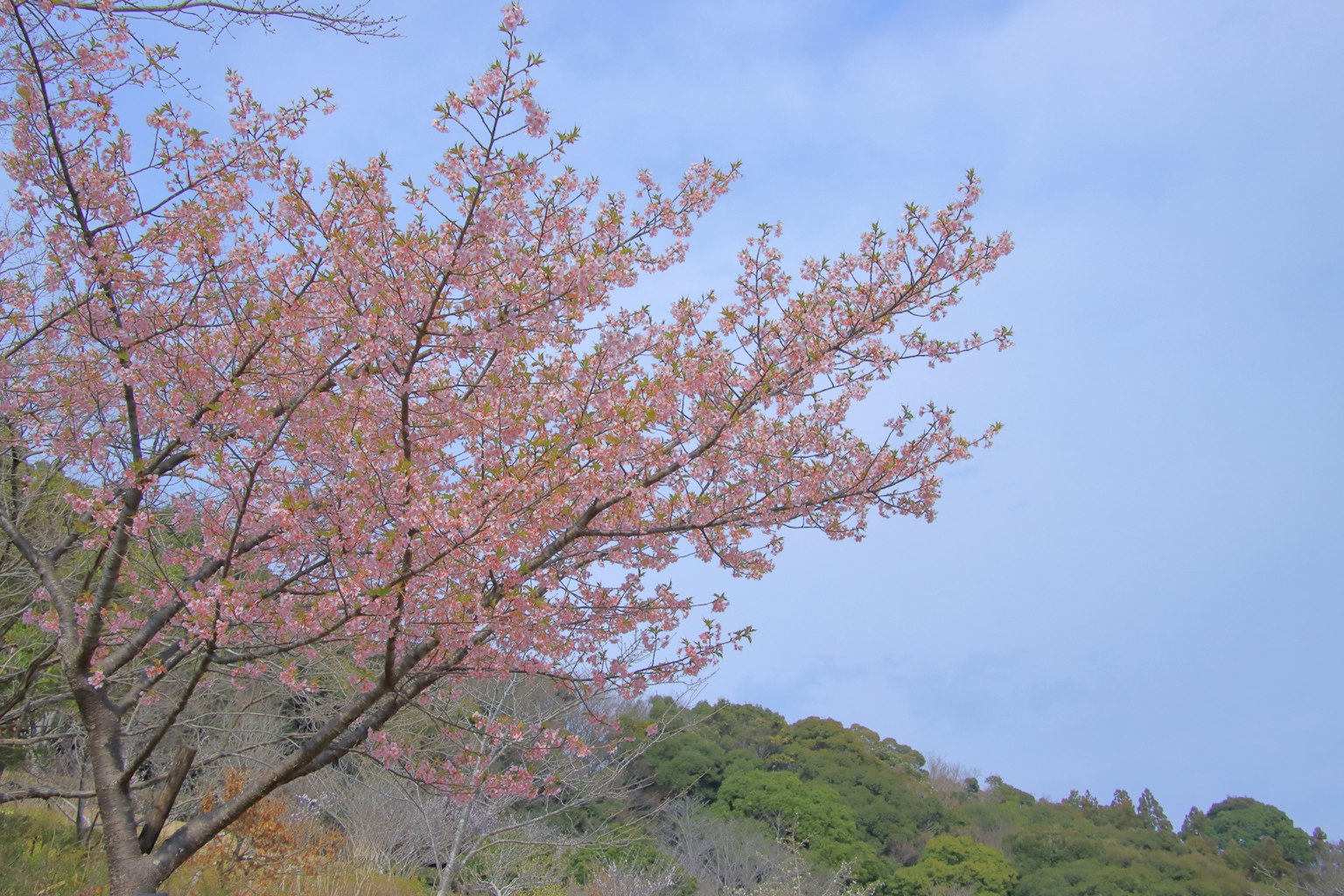 Albero di ciliegio con fiori rosa contro un cielo blu