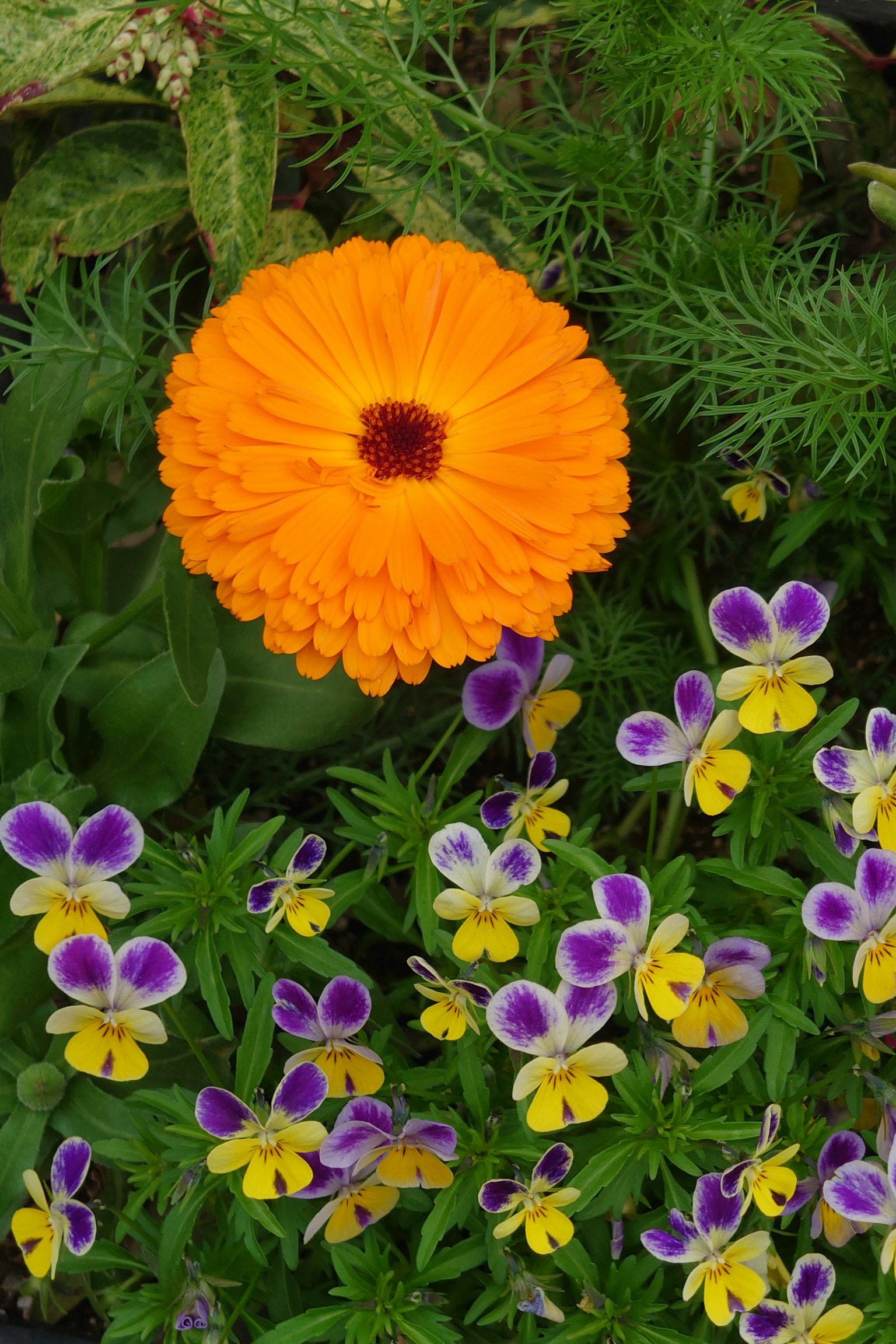 鮮豔的橙色花朵與紫色和黃色花朵在花園中