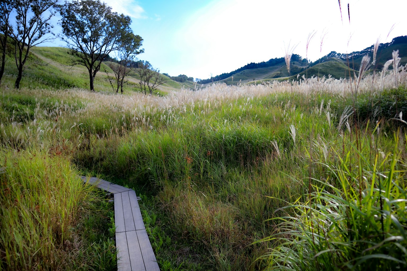 Sentier en bois à travers des herbes hautes sous un ciel bleu