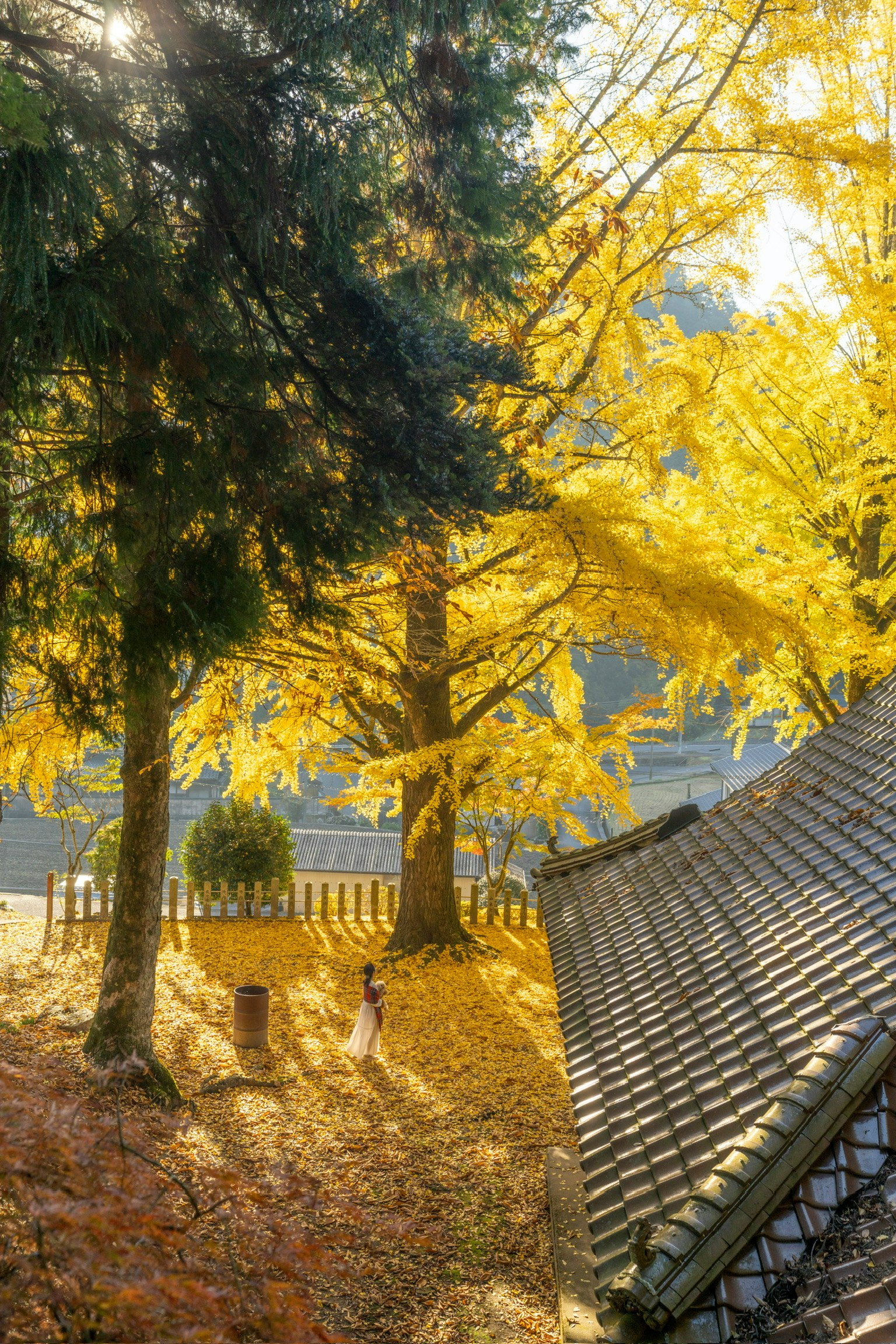 秋の色彩に包まれた風景、黄色いイチョウの木と伝統的な屋根が見える