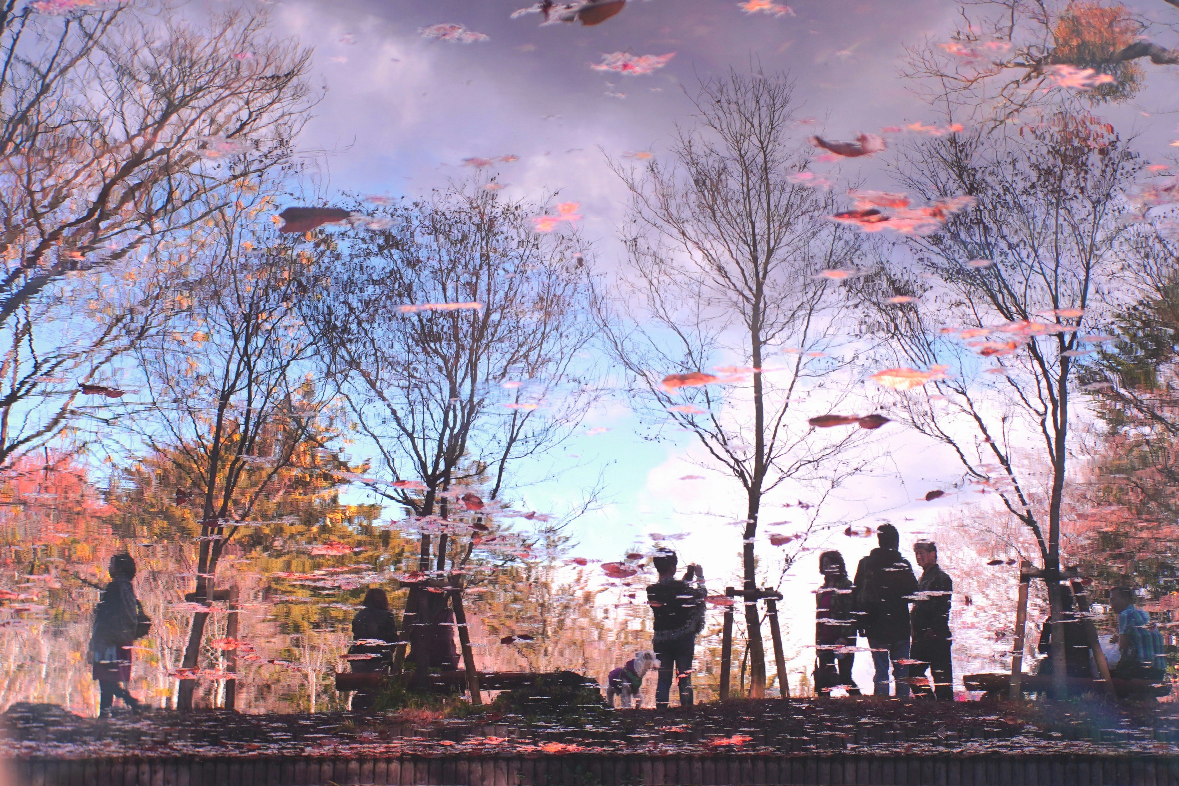 桜並木の下を歩く人々と水辺の景色