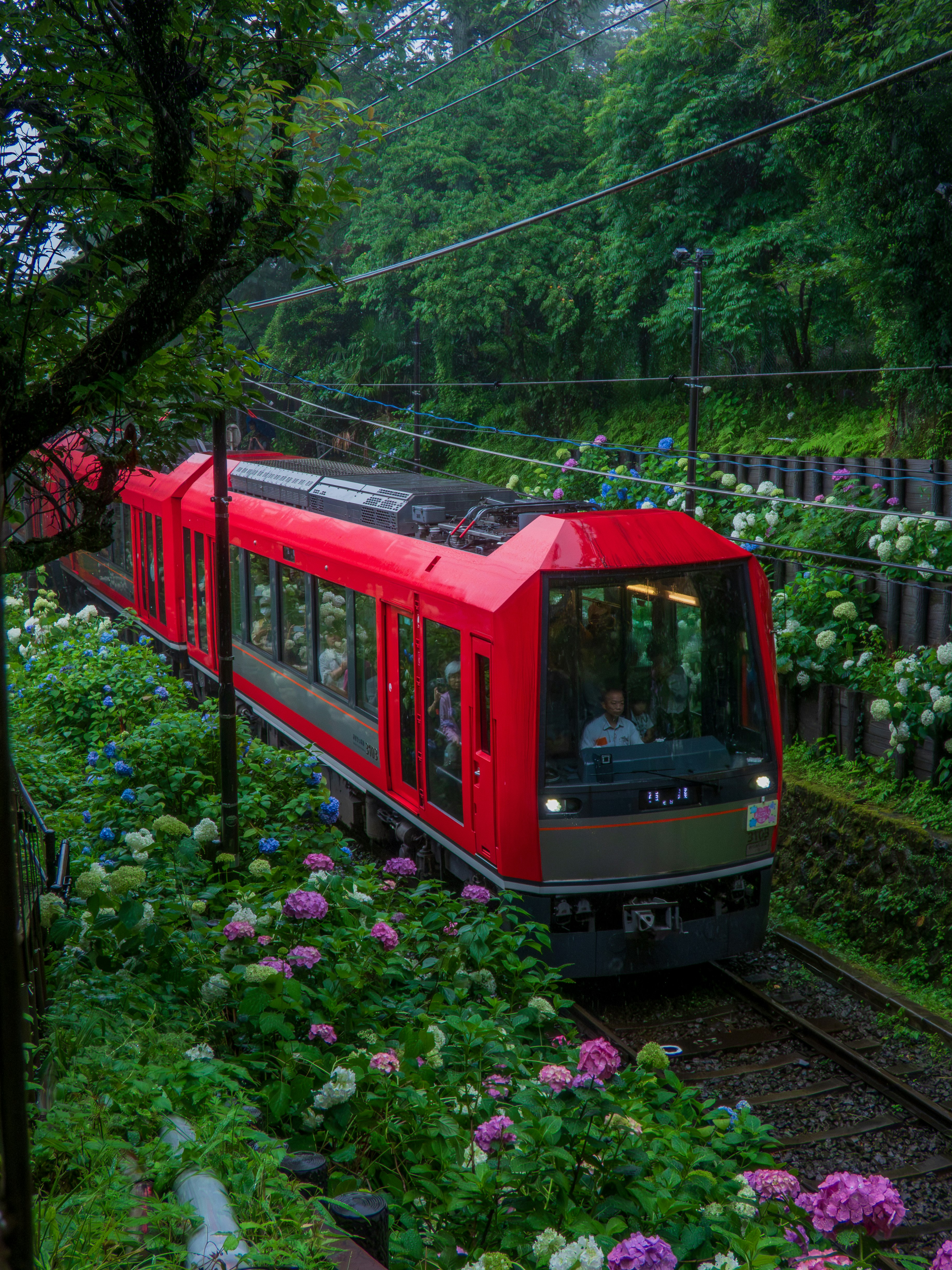 紫陽花の咲く中を走る箱根登山線のアレグラ号の車両