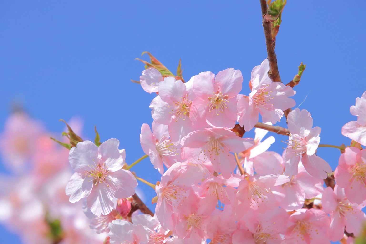 Beautiful photo of cherry blossoms blooming under a blue sky