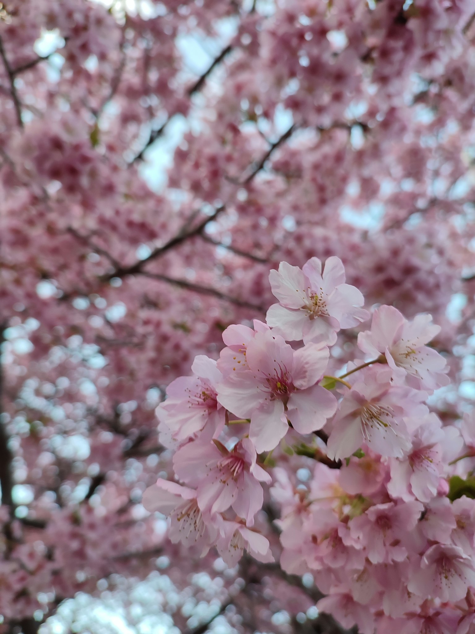 Primo piano di fiori di ciliegio rosa su un albero