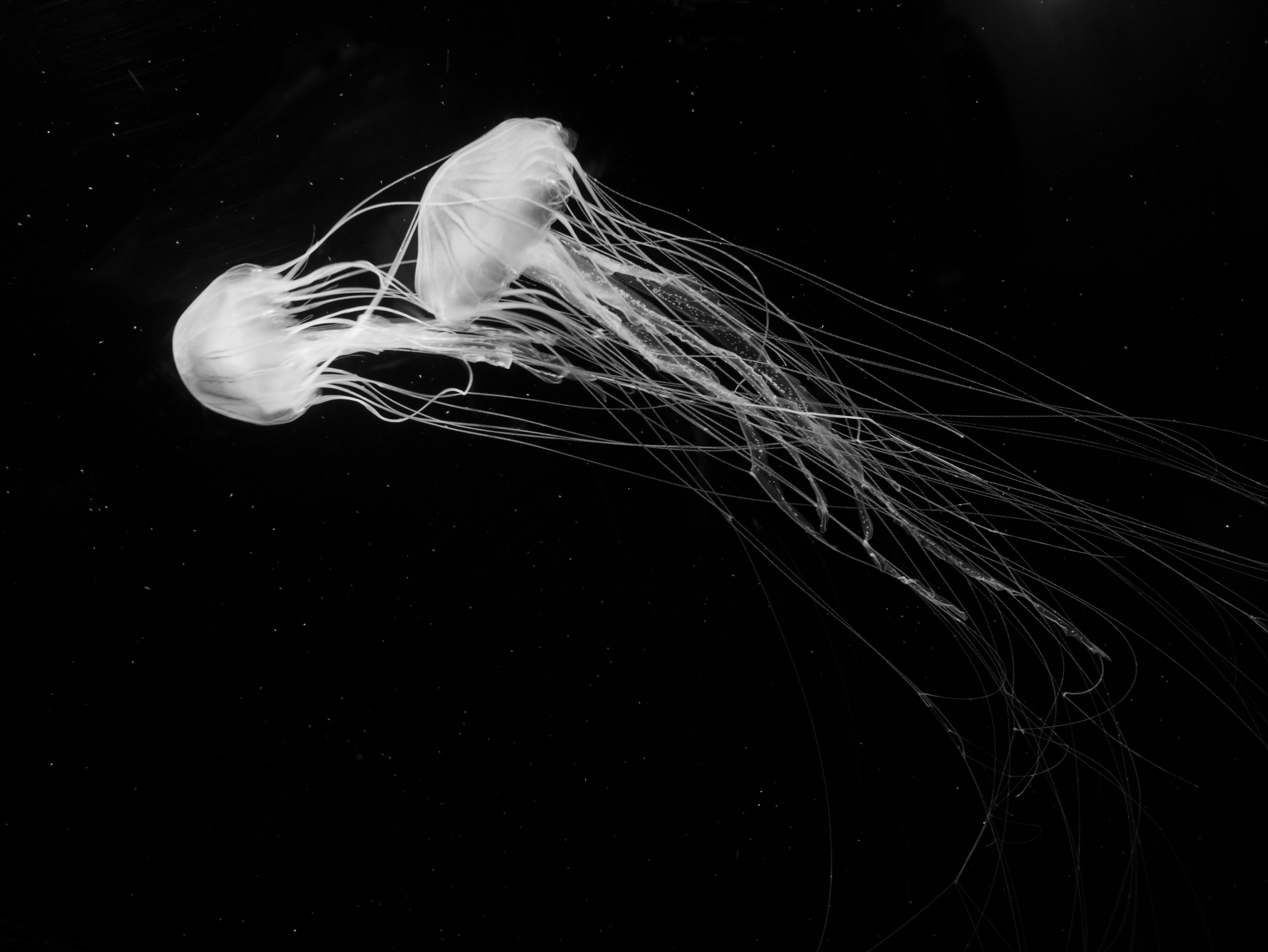 gruppo di forme bianche simili a meduse luminose che fluttuano su sfondo nero