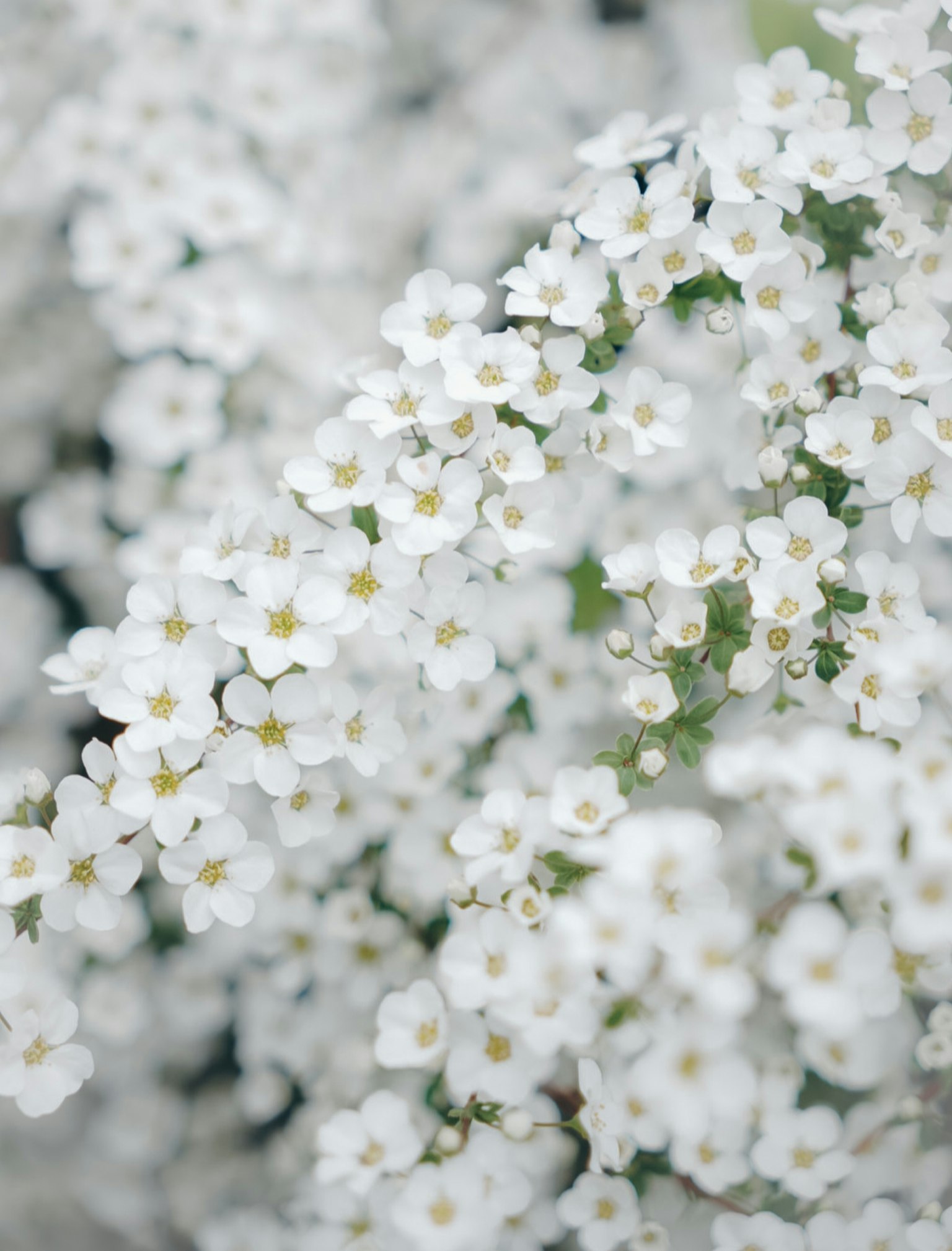Gros plan d'une belle scène avec des fleurs blanches en fleurs