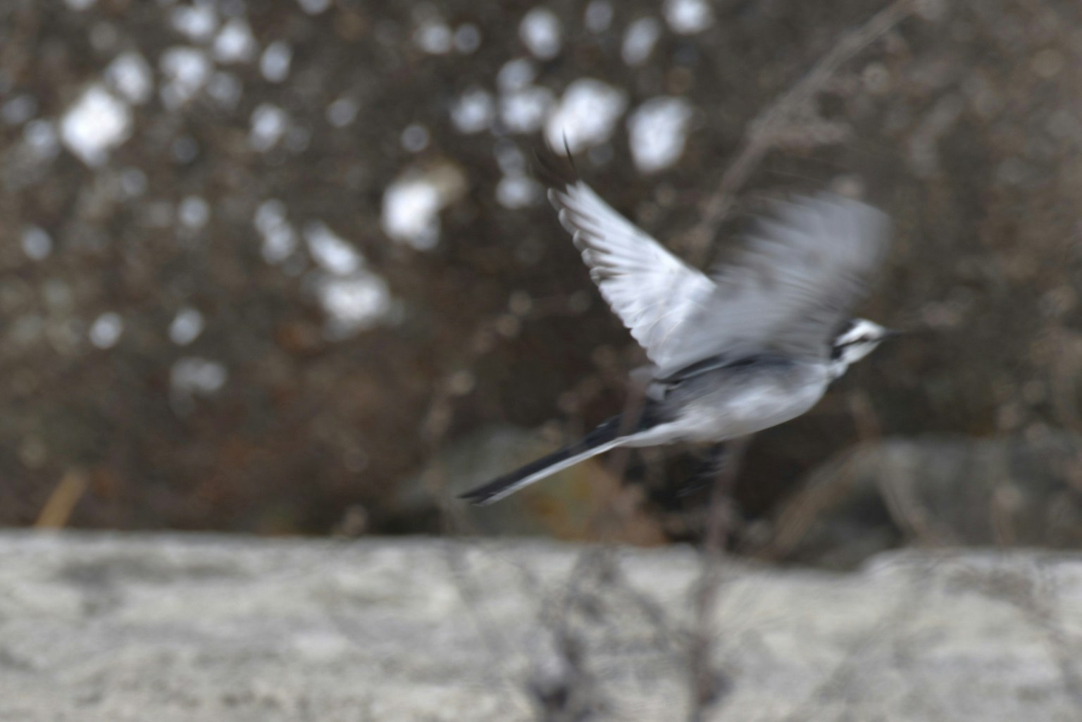 A gray bird in flight captured mid-air