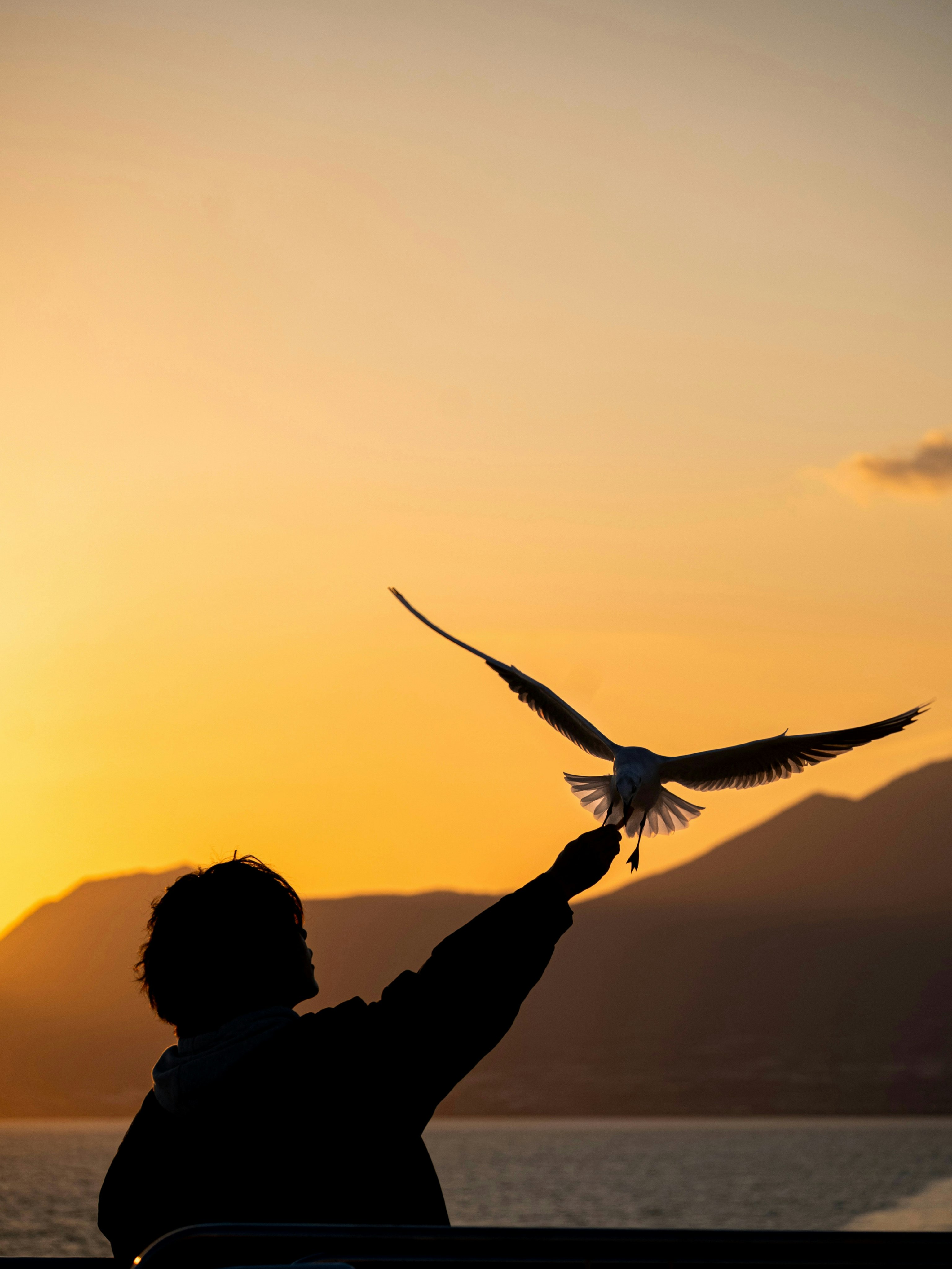 夕焼け空の下で鳥を手に乗せるシルエット