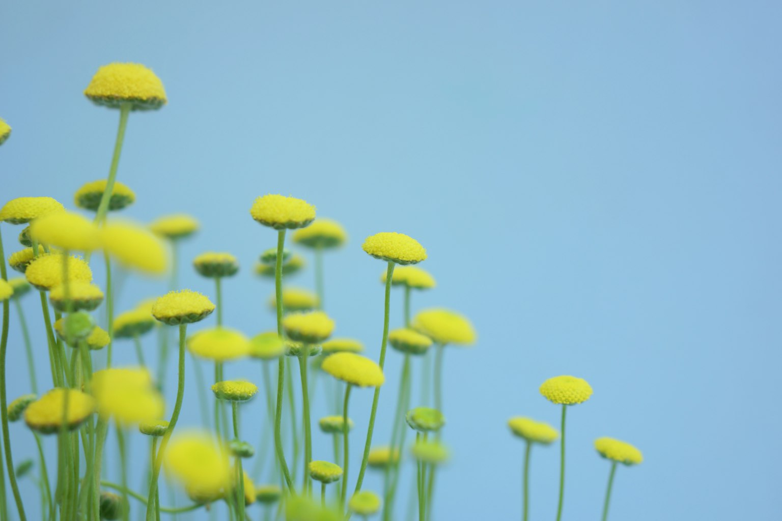 Flores amarillas floreciendo sobre un fondo azul