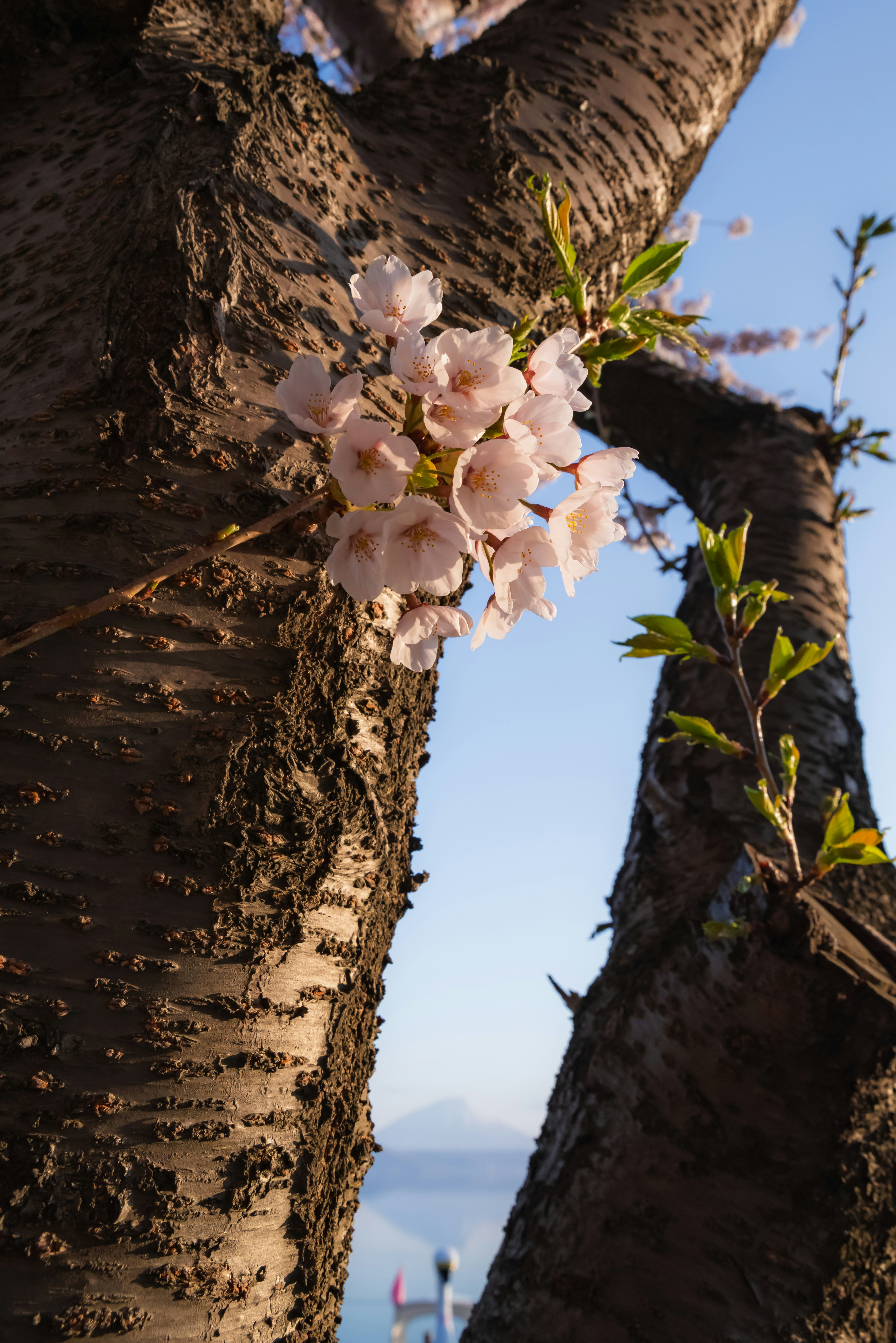 洞爺湖温泉の羊蹄山を望む桜の花が咲く木の幹