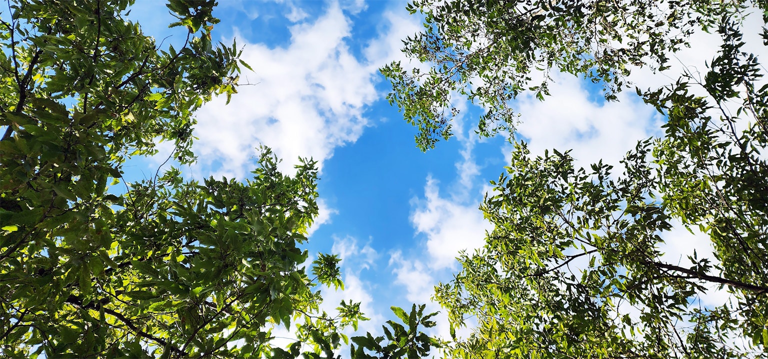 Vista del cielo blu e delle nuvole bianche tra i rami degli alberi