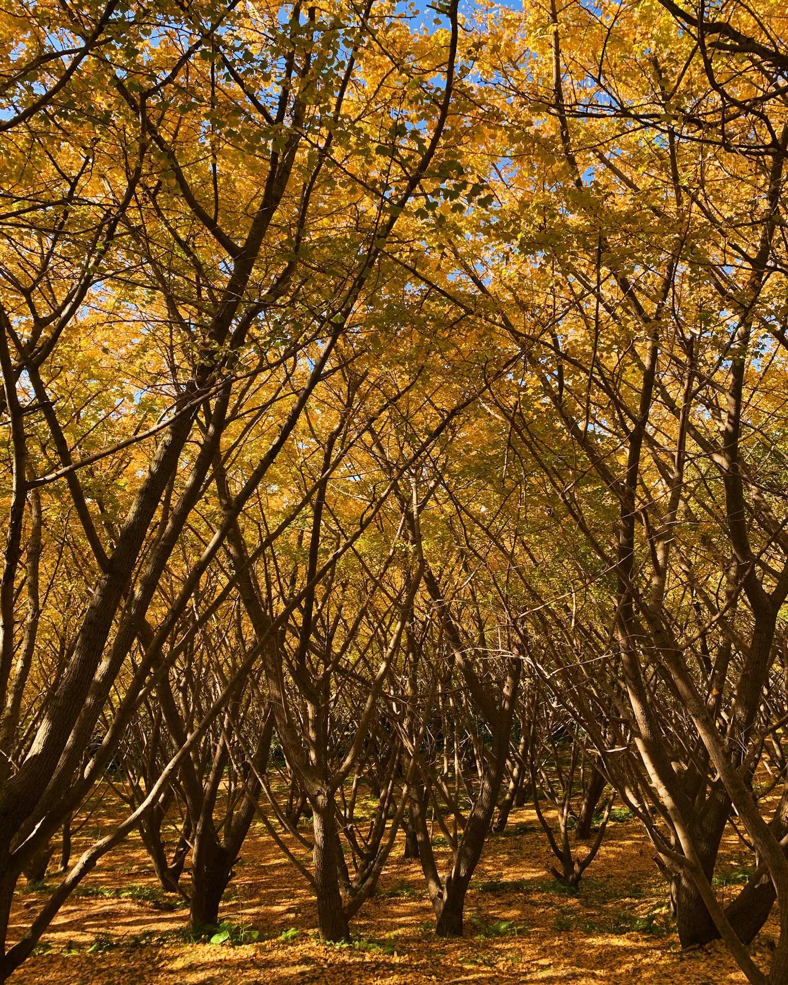 Autumn forest with trees displaying yellow leaves