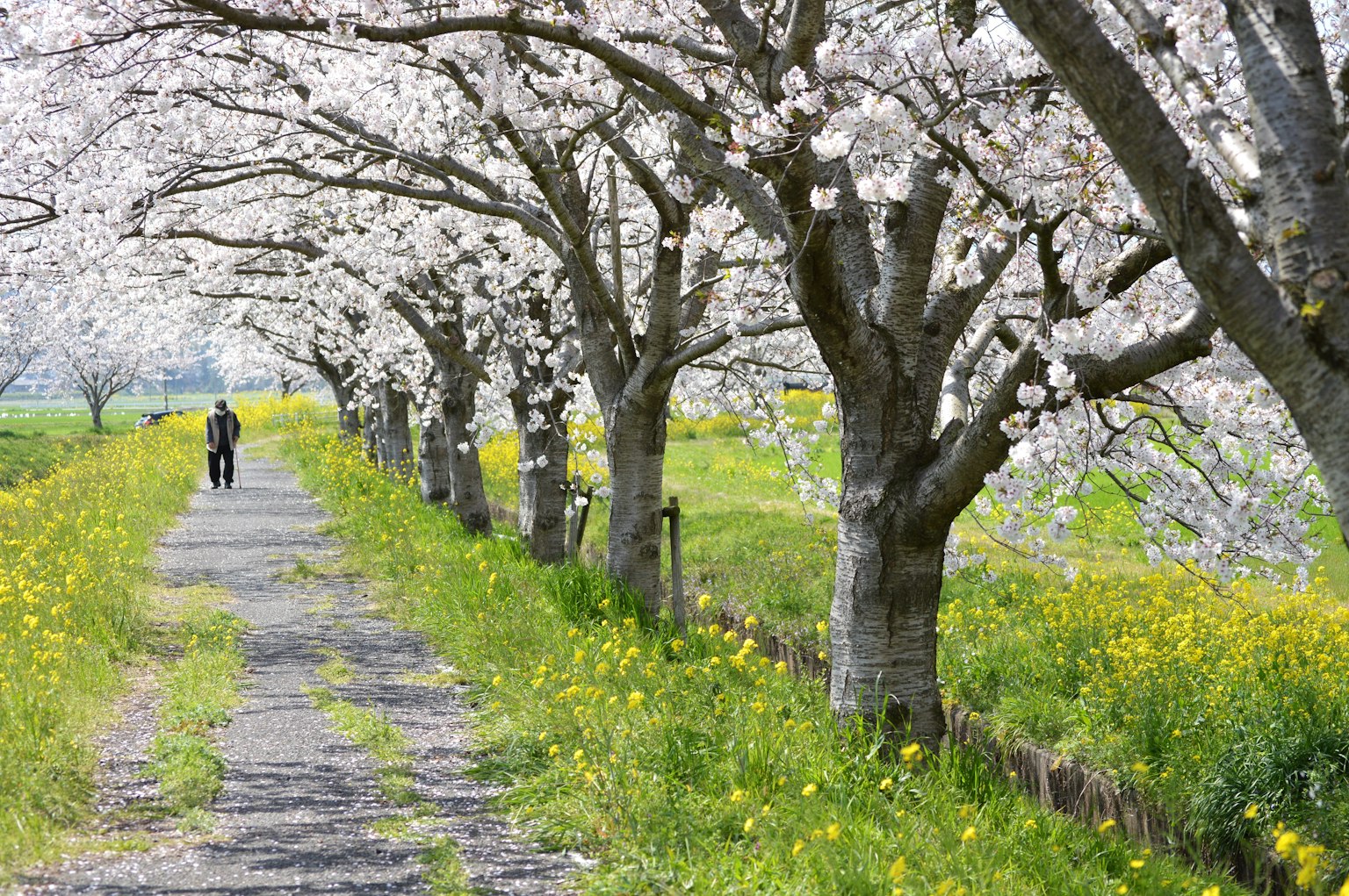 Weg gesäumt von blühenden Kirschbäumen mit gelben Blumen auf der Wiese