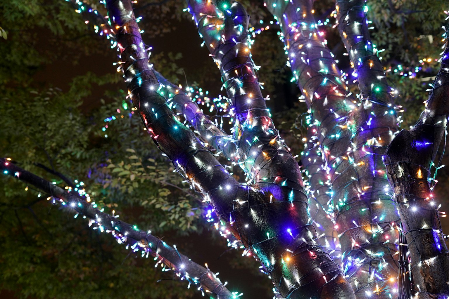Lumières colorées décorant un arbre la nuit