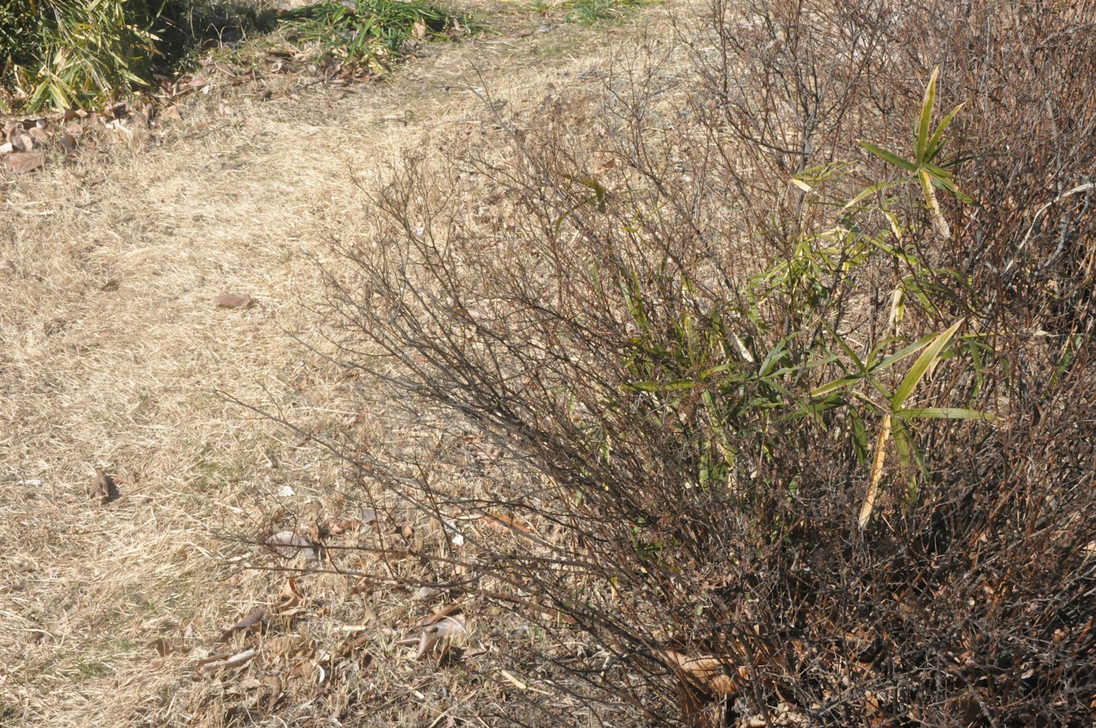 干燥草地区域中的枯萎植物和新芽的组合