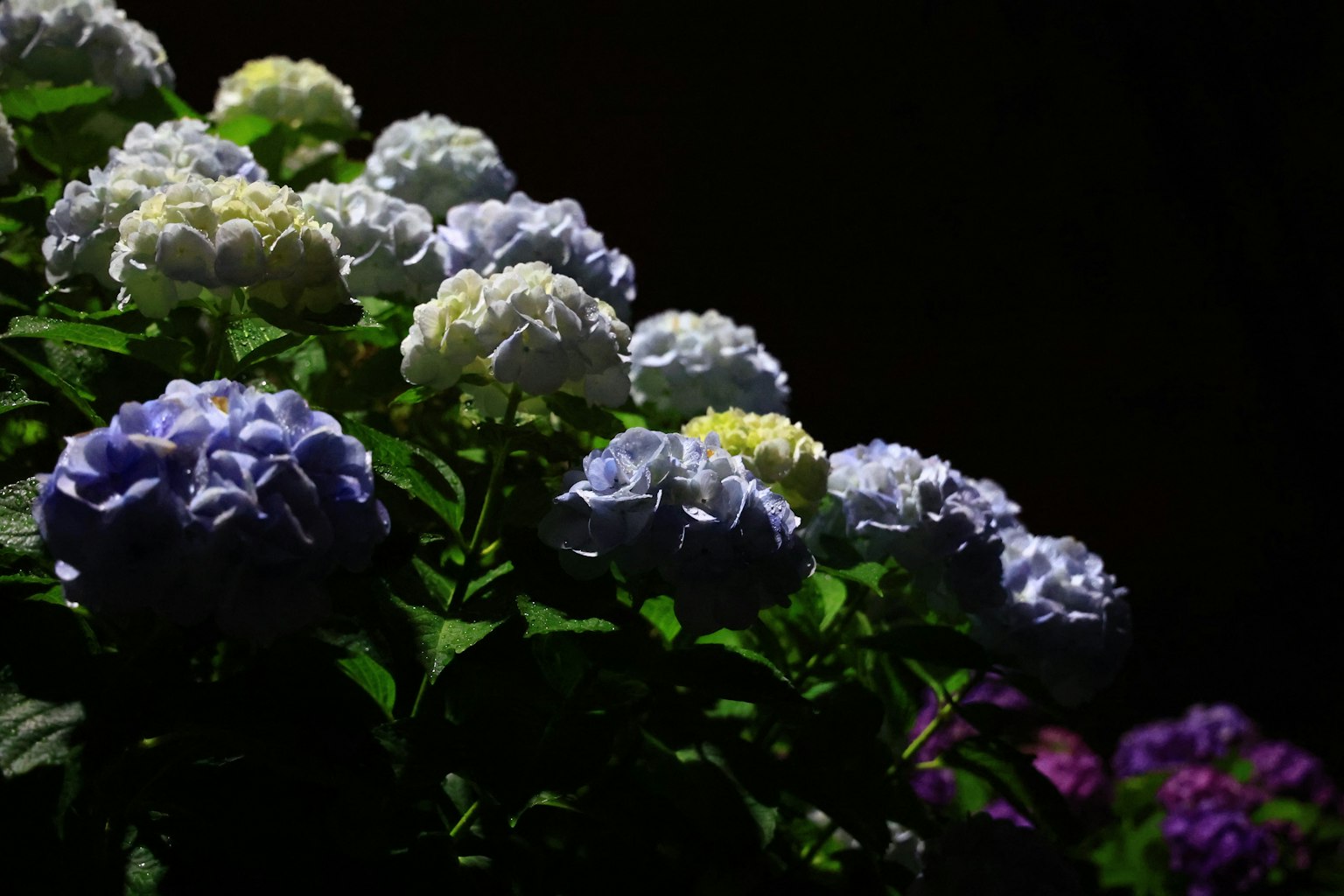 Hydrangea flowers in shades of blue and white against a dark background