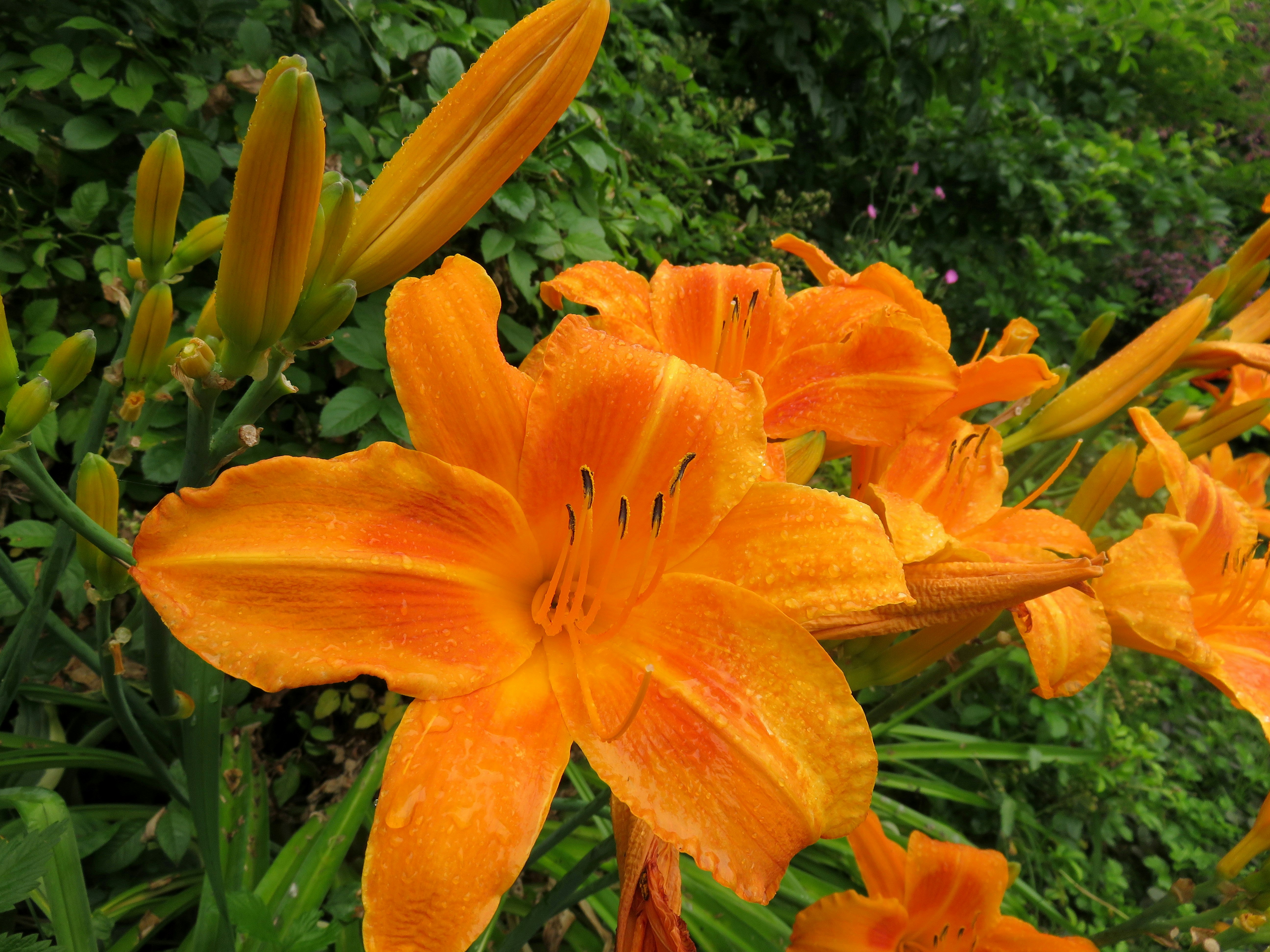 オレンジ色のユリの花が咲く庭の花壇