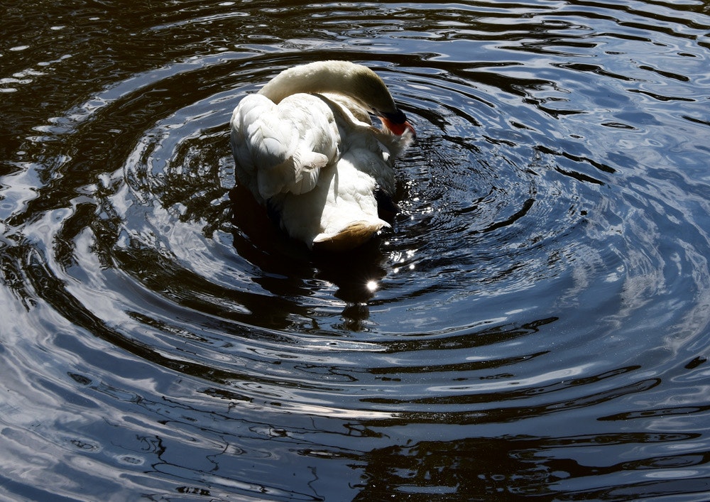 white swan preening on the water