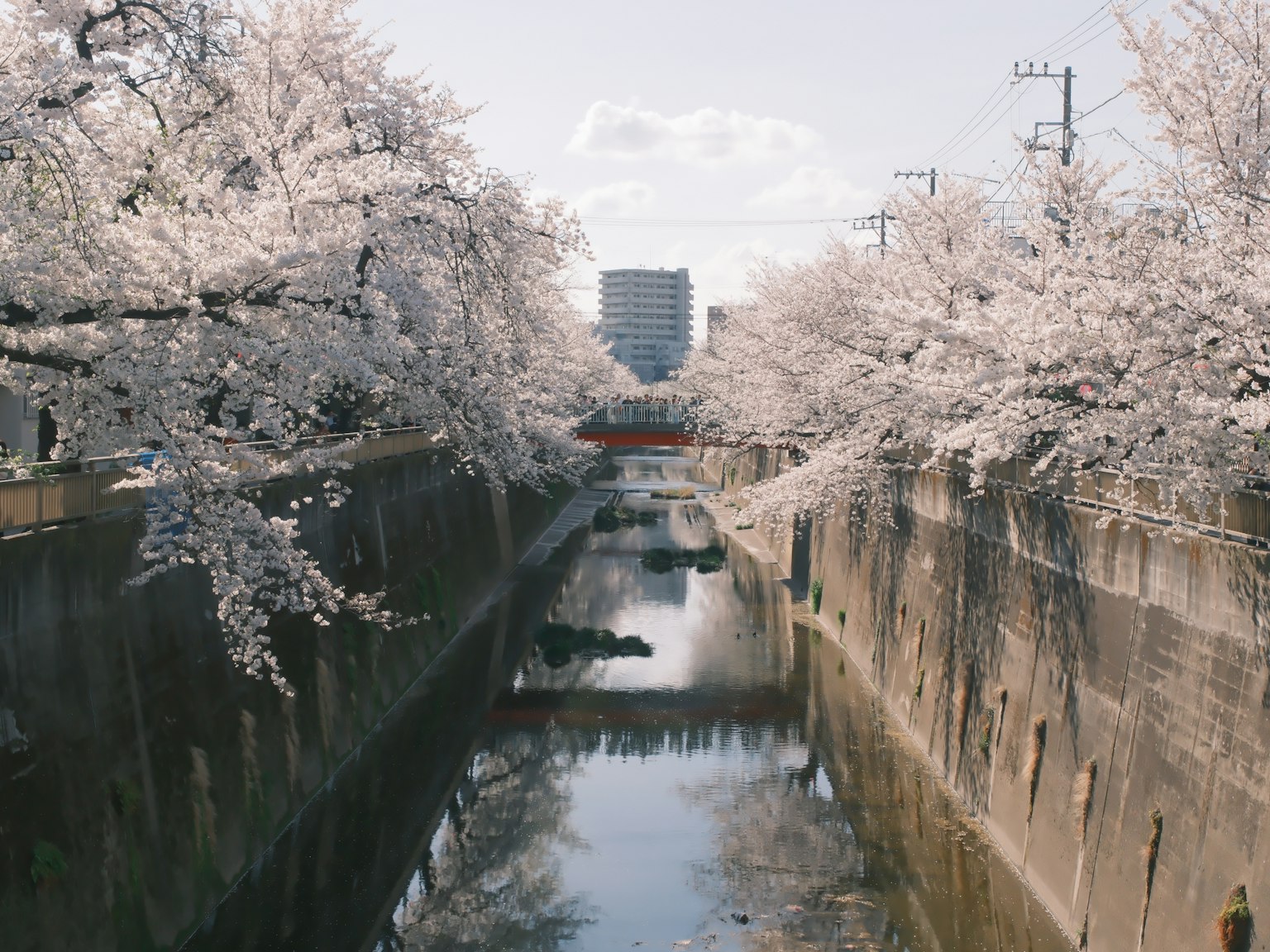 Pohon sakura di tepi sungai dengan bangunan di latar belakang