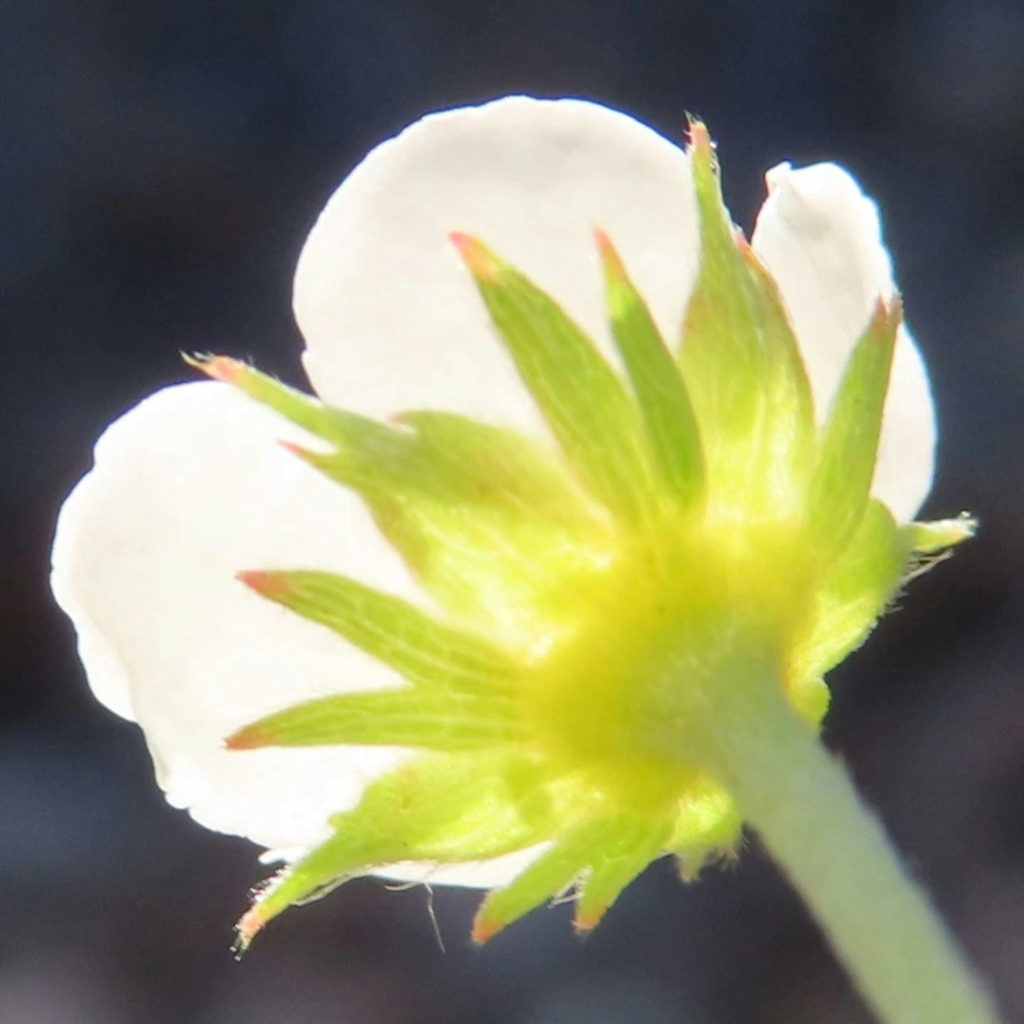 Close-up of white petals with a vivid green flower center