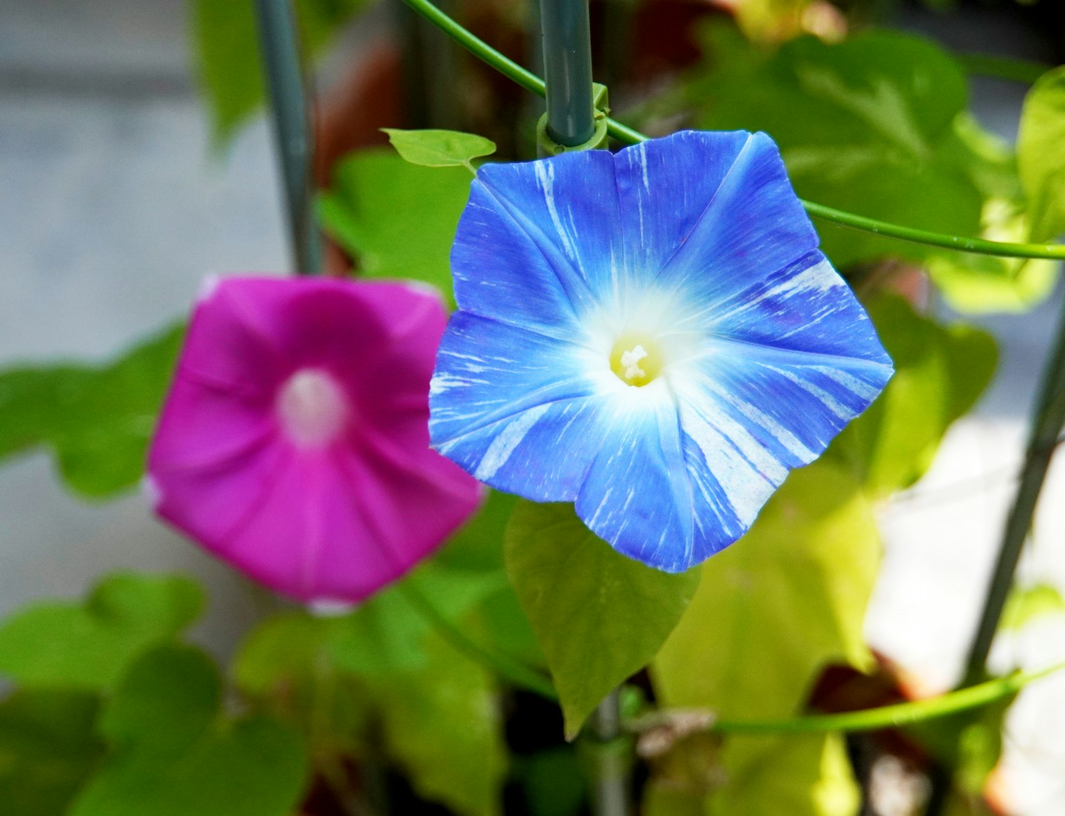 Gloire du matin bleue et gloire du matin rose fleurissant parmi les feuilles vertes