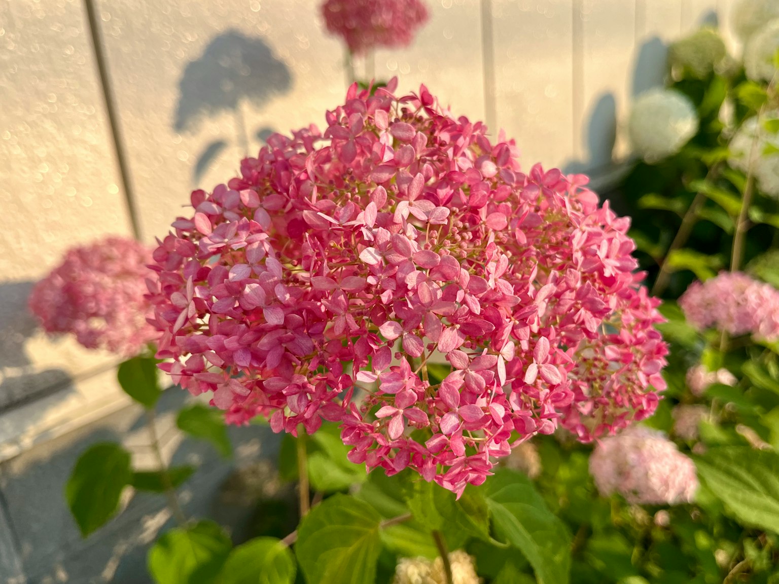 Close-up bunga hydrangea pink dengan latar belakang dinding putih