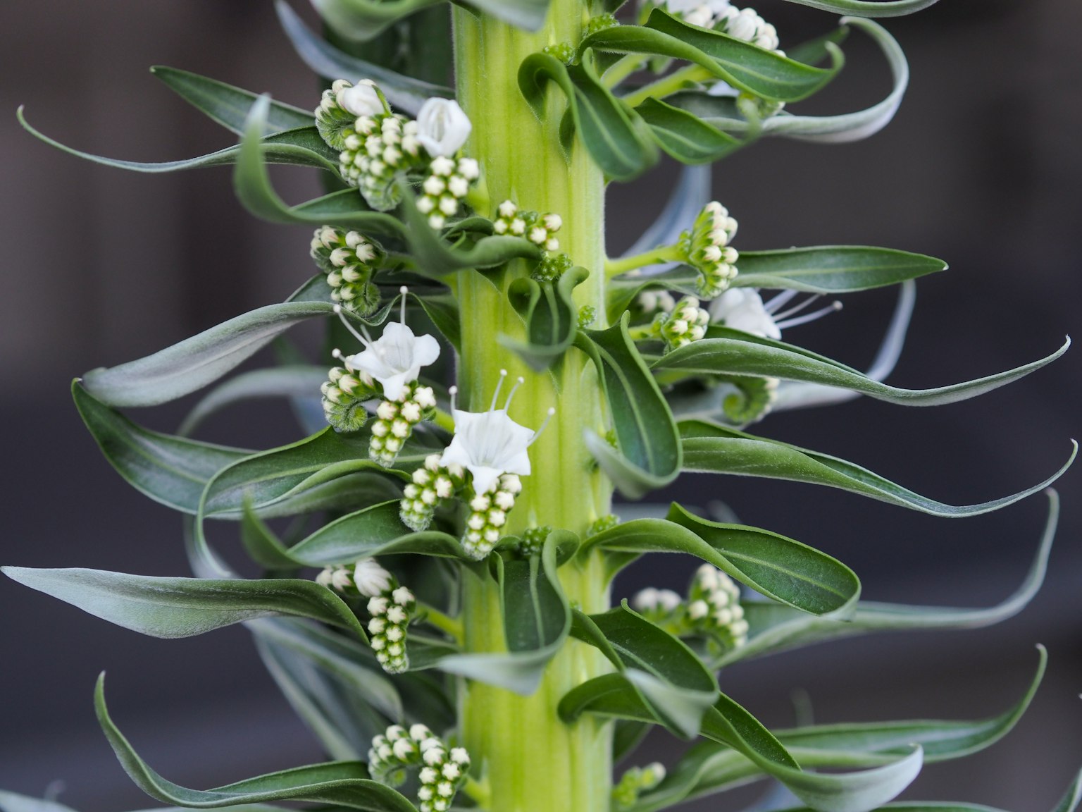 Pflanze mit grünem Stängel und kleinen weißen Blüten und Knospen