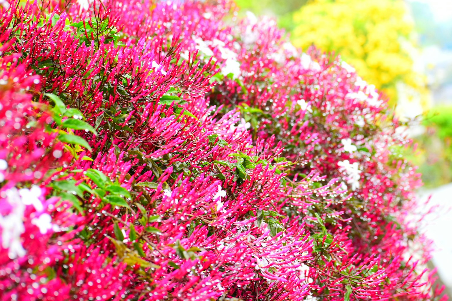 ทิวทัศน์สวนที่สดใสเต็มไปด้วยดอกไม้สีชมพูที่บาน