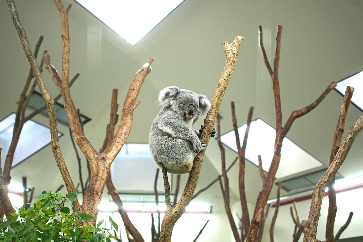 A cute koala sitting on tree branches