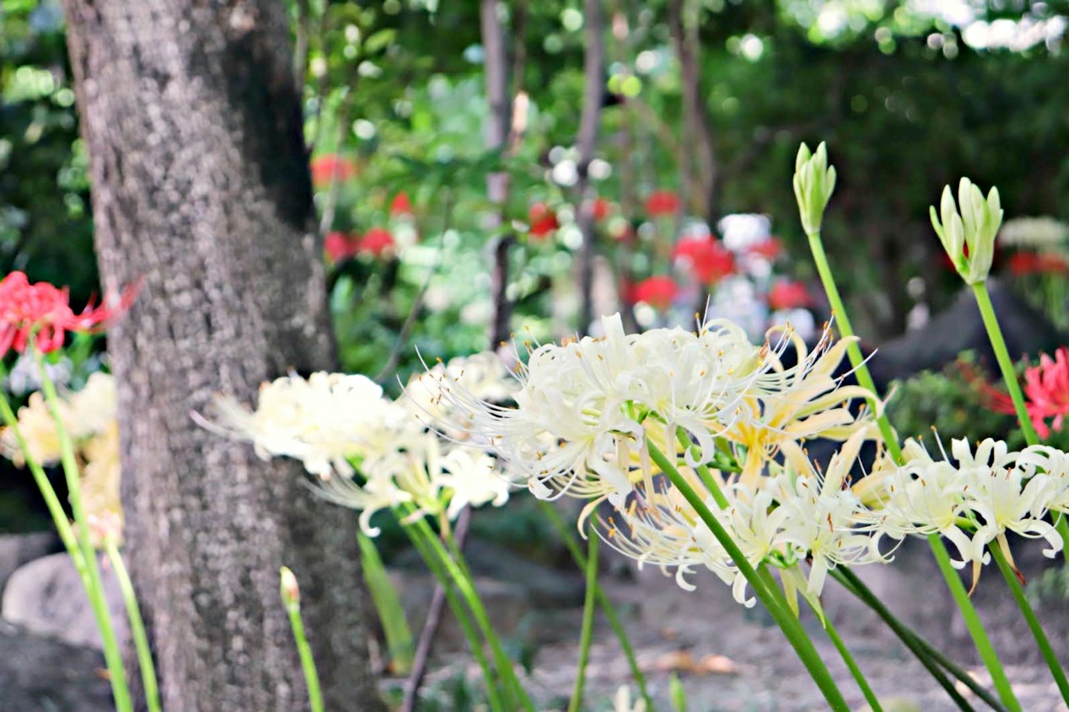 Escena de jardín con flores blancas y follaje verde