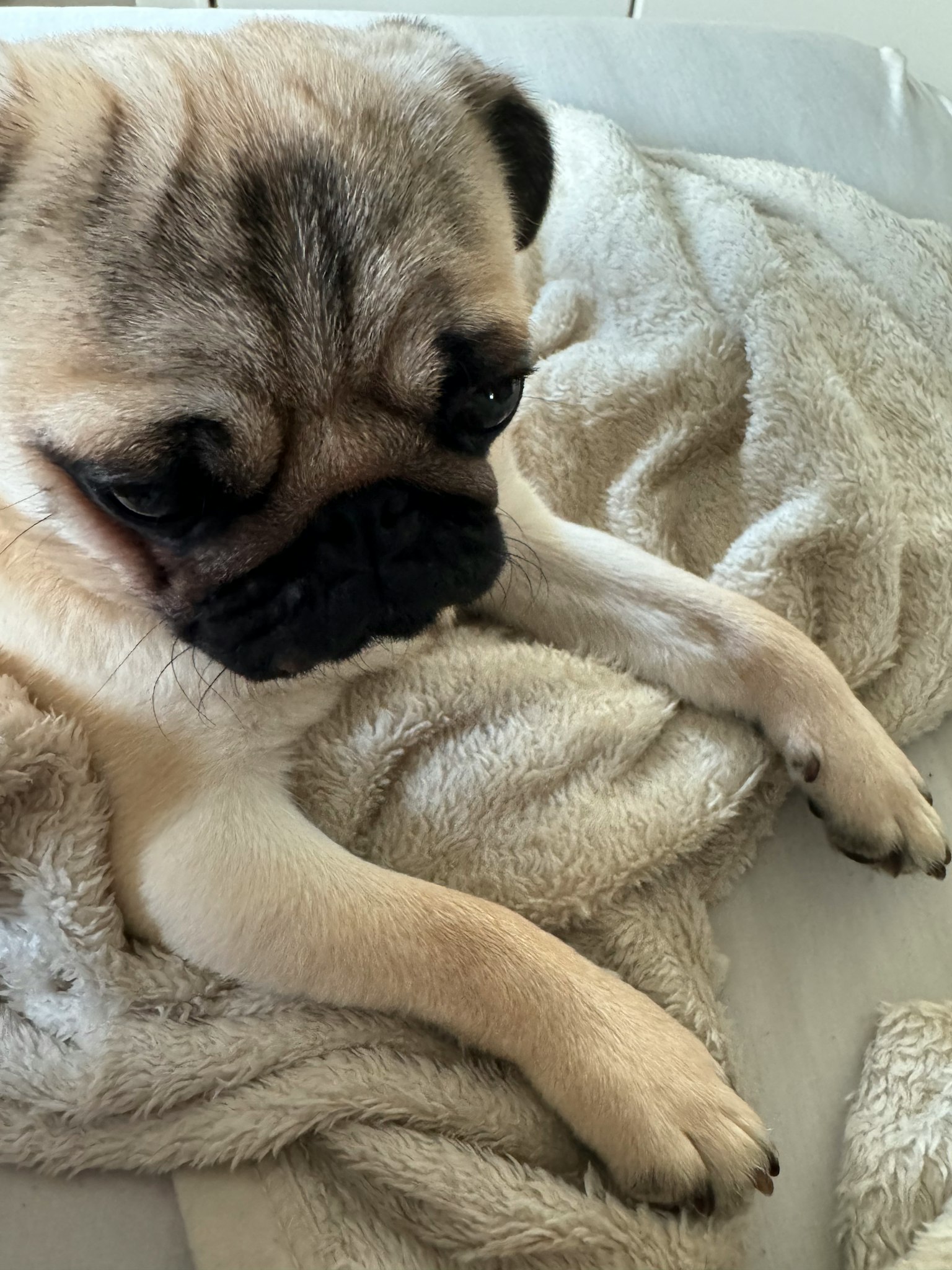 寝そべるパグの犬が柔らかい毛布の上でリラックスしている