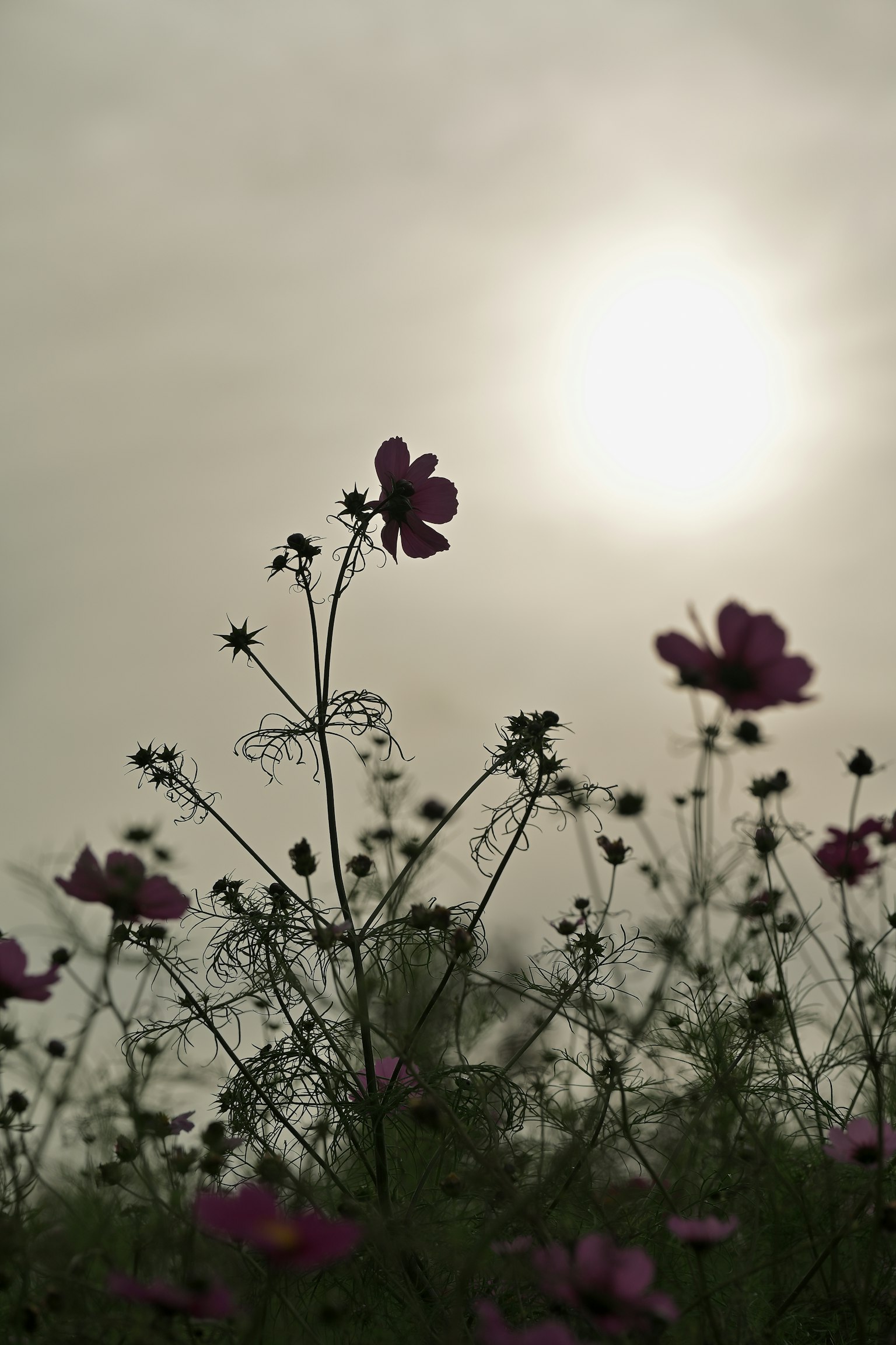 Fleurs de cosmos en silhouette contre un ciel nuageux avec le soleil