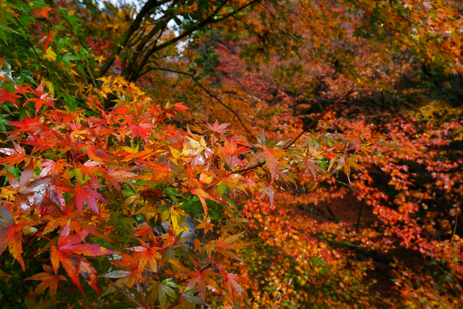 Nahaufnahme von lebhaften Herbstblättern in Rot- und Orangetönen
