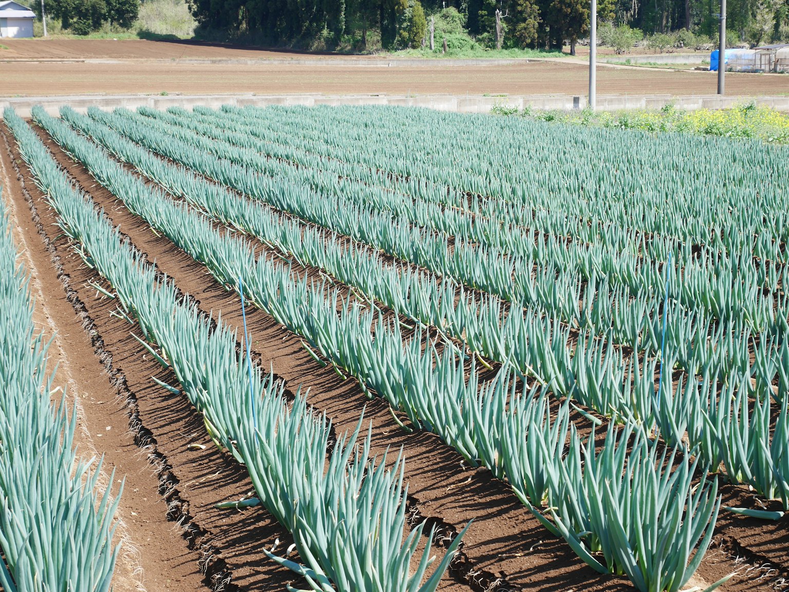 Lush green onion field with rows of plants