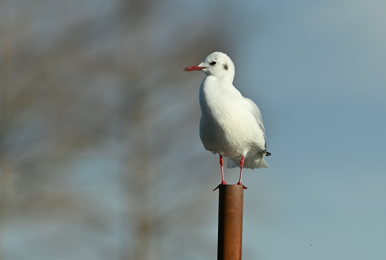 Una gaviota blanca posada en un poste bajo un cielo azul