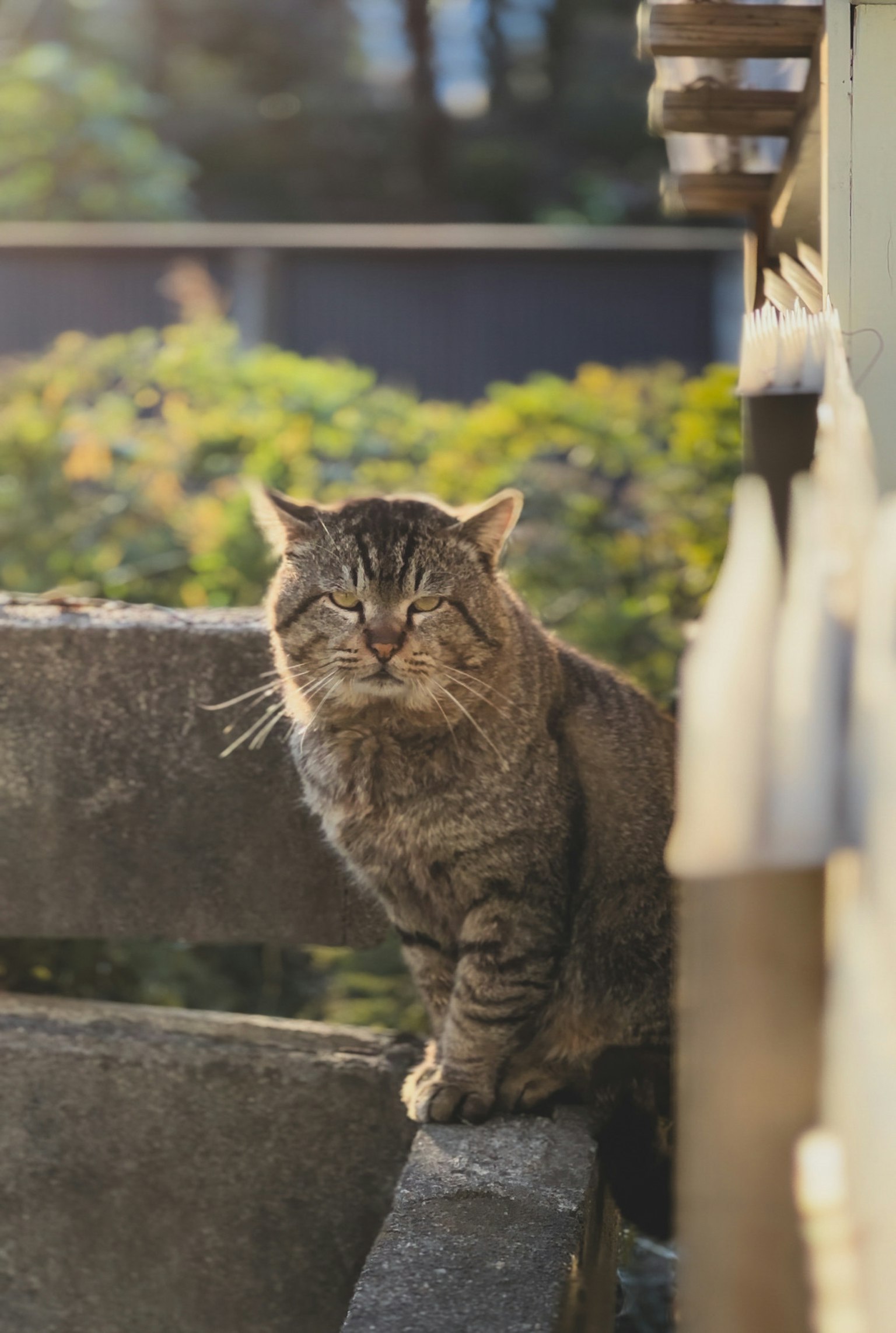 一只流浪猫在阳光下坐在混凝土墙上