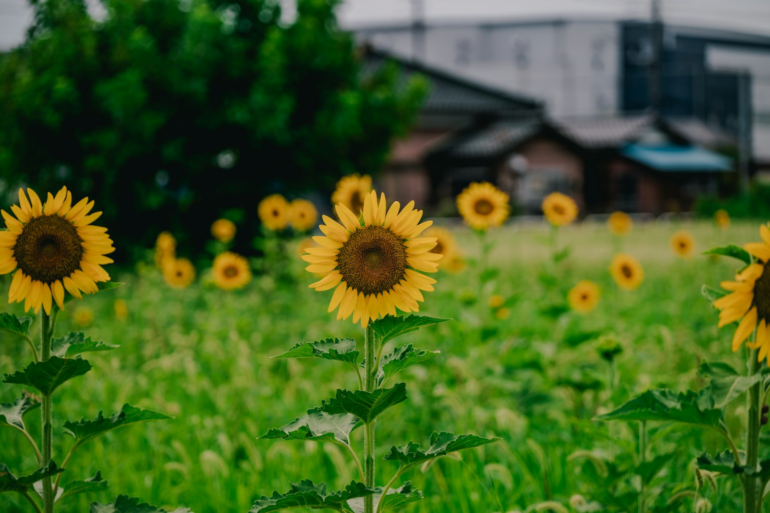 Helle Sonnenblumen blühen auf einem grünen Feld