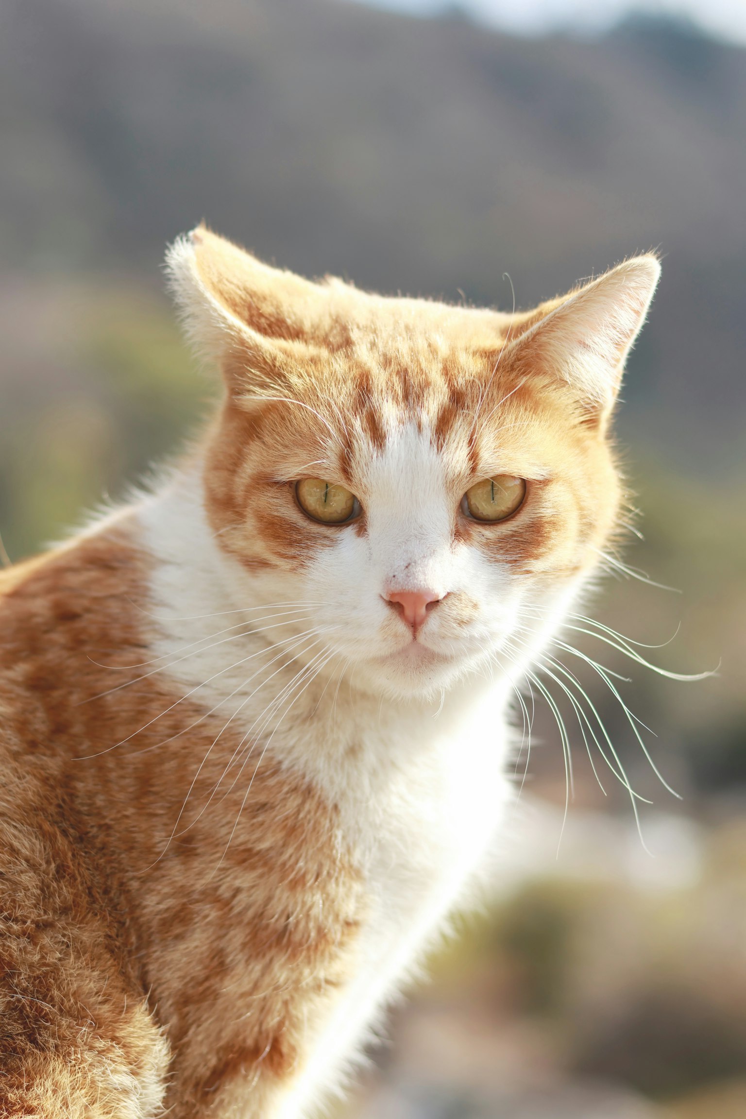 Kucing dengan bulu oranye dan putih menatap kamera dengan latar belakang alam yang kabur