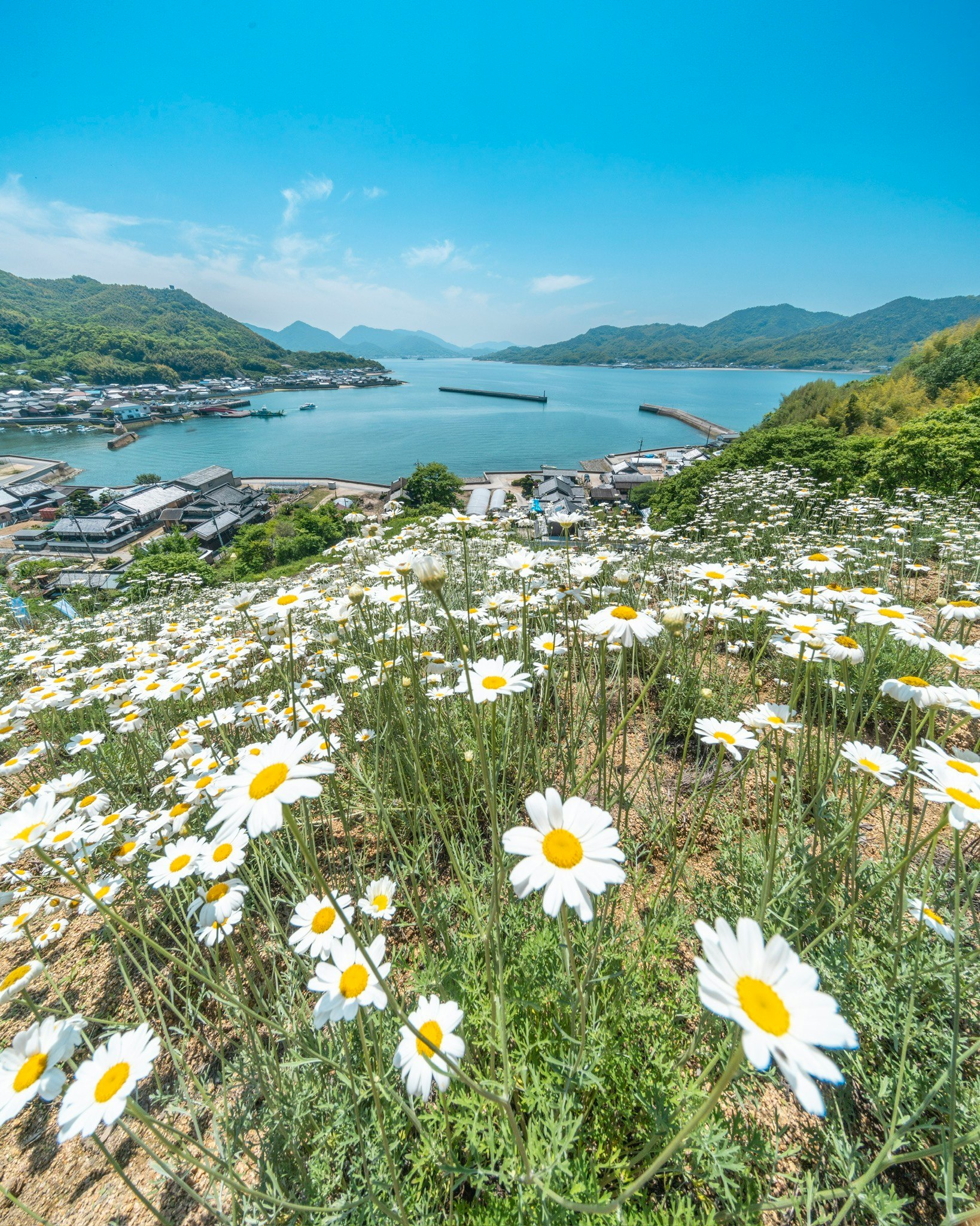 瀬戸内海を望む除虫菊の花畑の風景