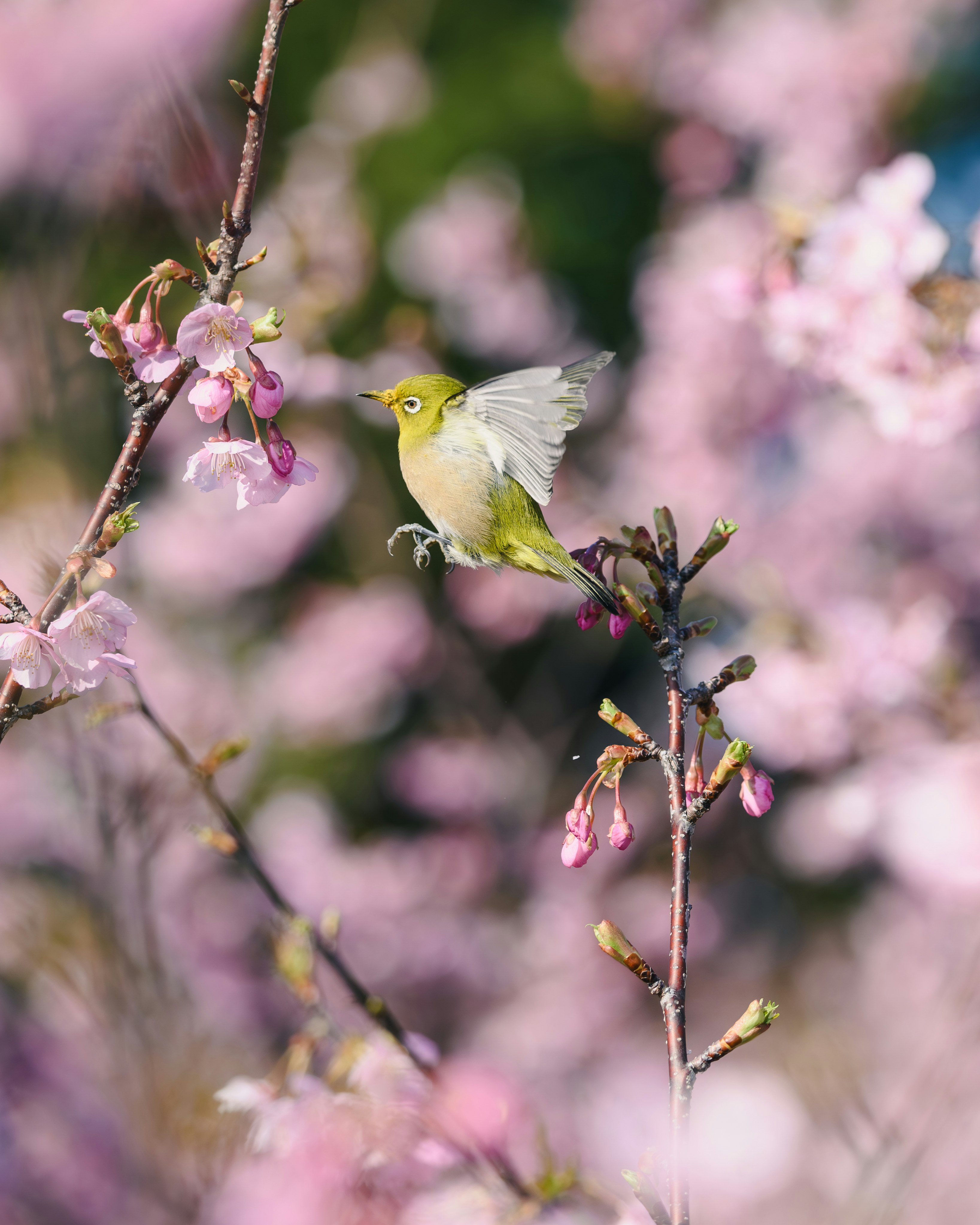 kleiner Vogel auf Kirschblüten